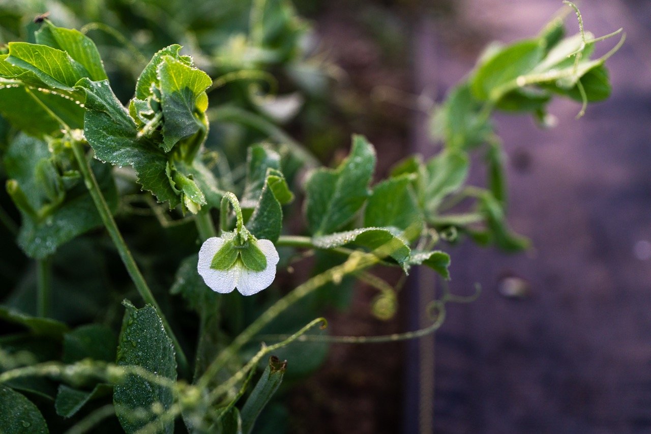 A flowering pea shoot at Long Valley Farm