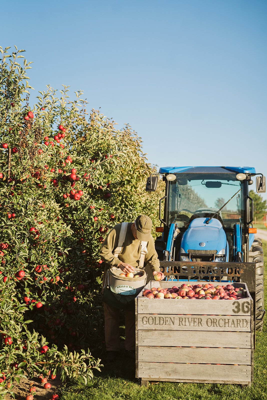 Farmer harvesting apples into crates in an orchard with a tractor in the background.