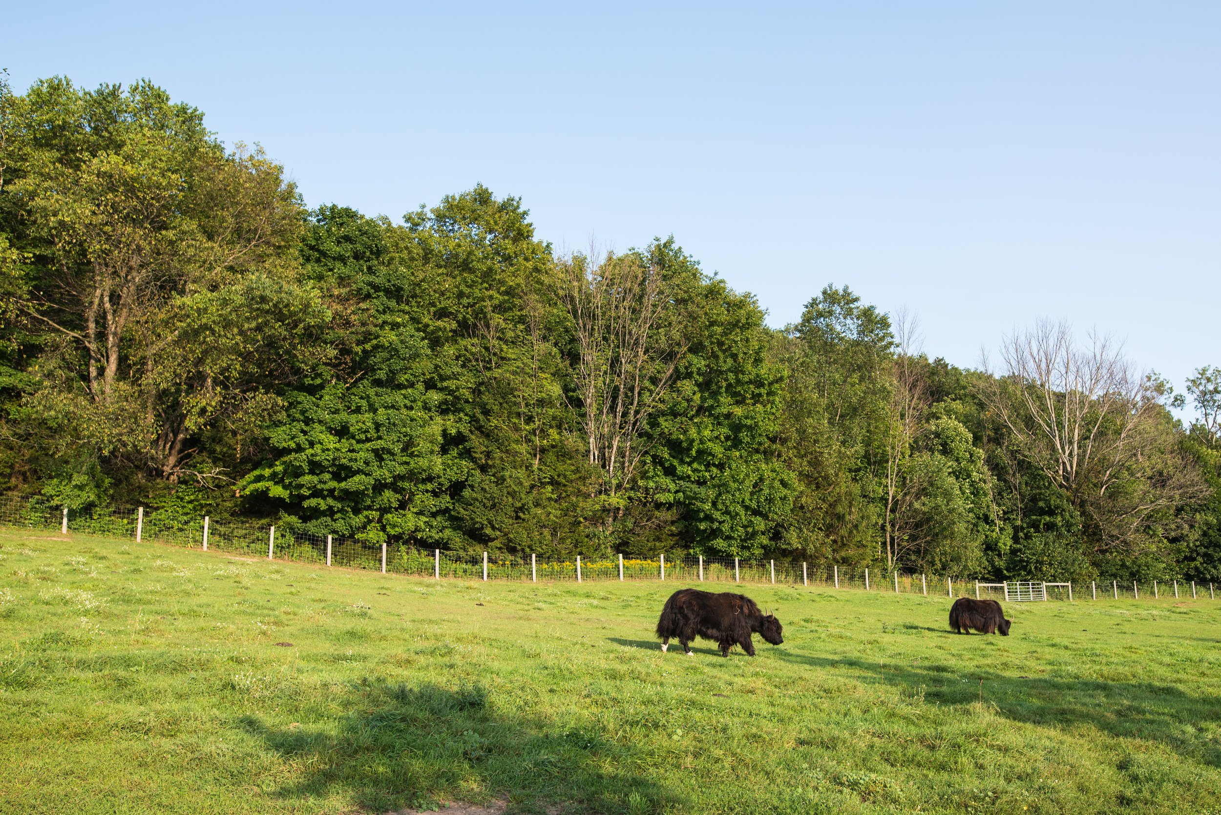 Cows in a grassy pasture