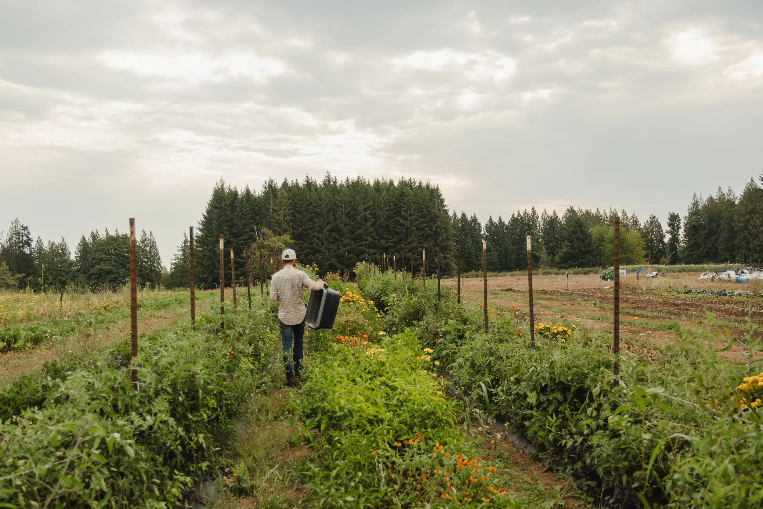 Crop rows at Silly Goose Farm in PDX