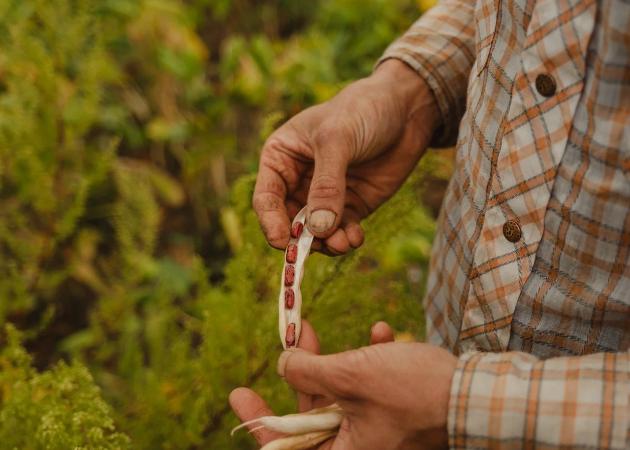 A person in a plaid shirt opening a dried bean pod