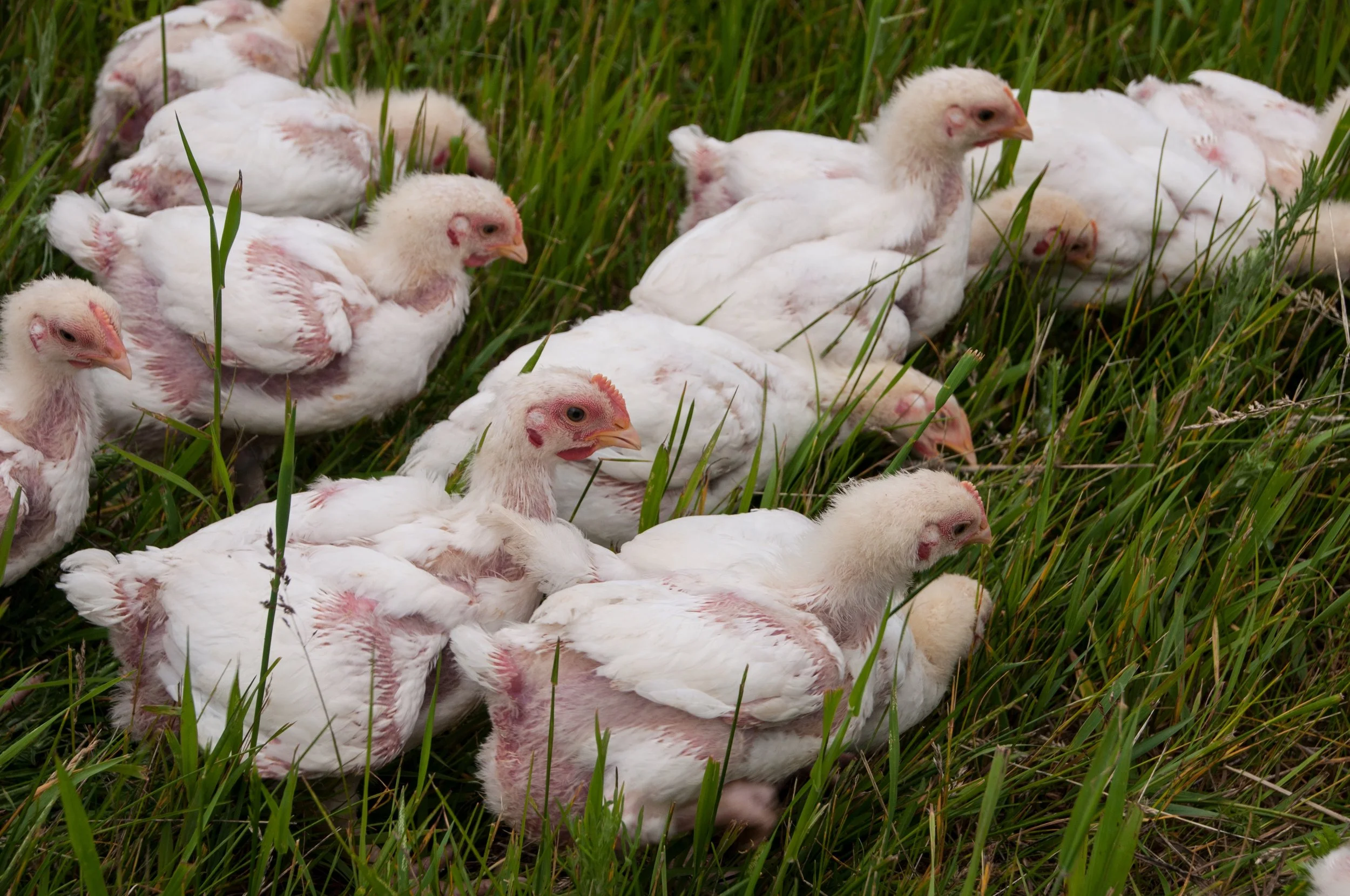 Chickens in a grassy field