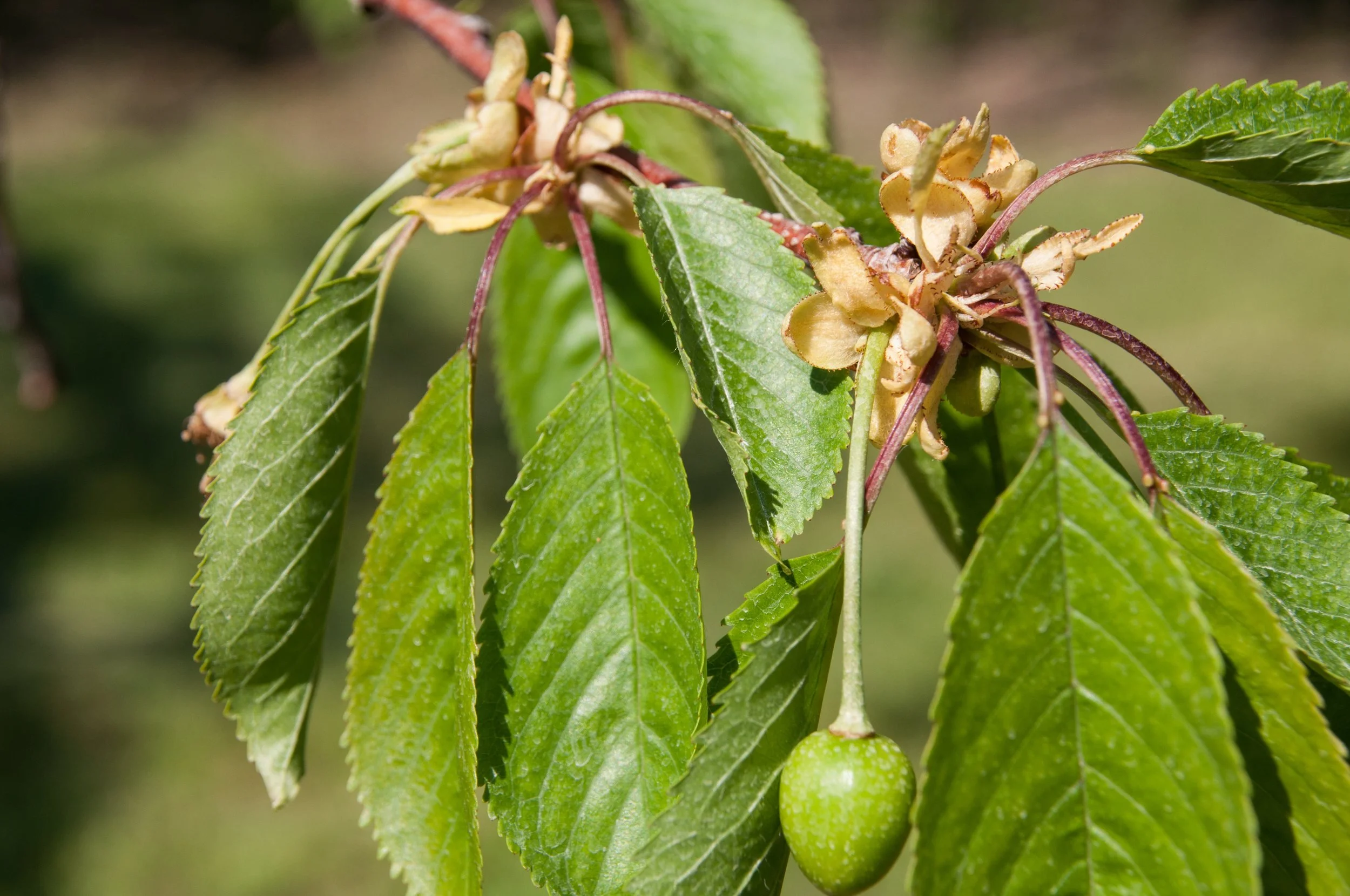 Fruit budding on a tree