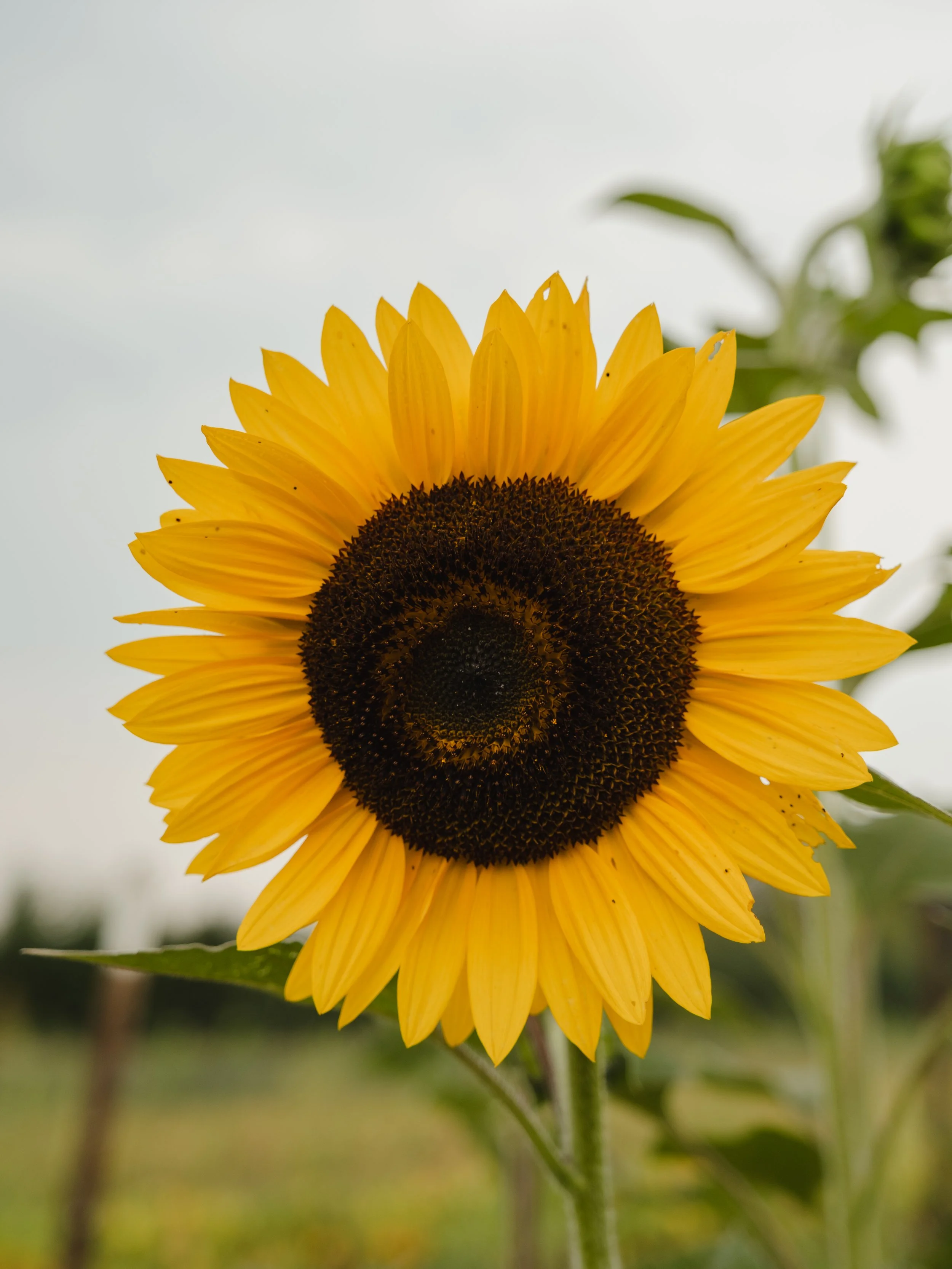 A sunflower from Silly Goose Farm