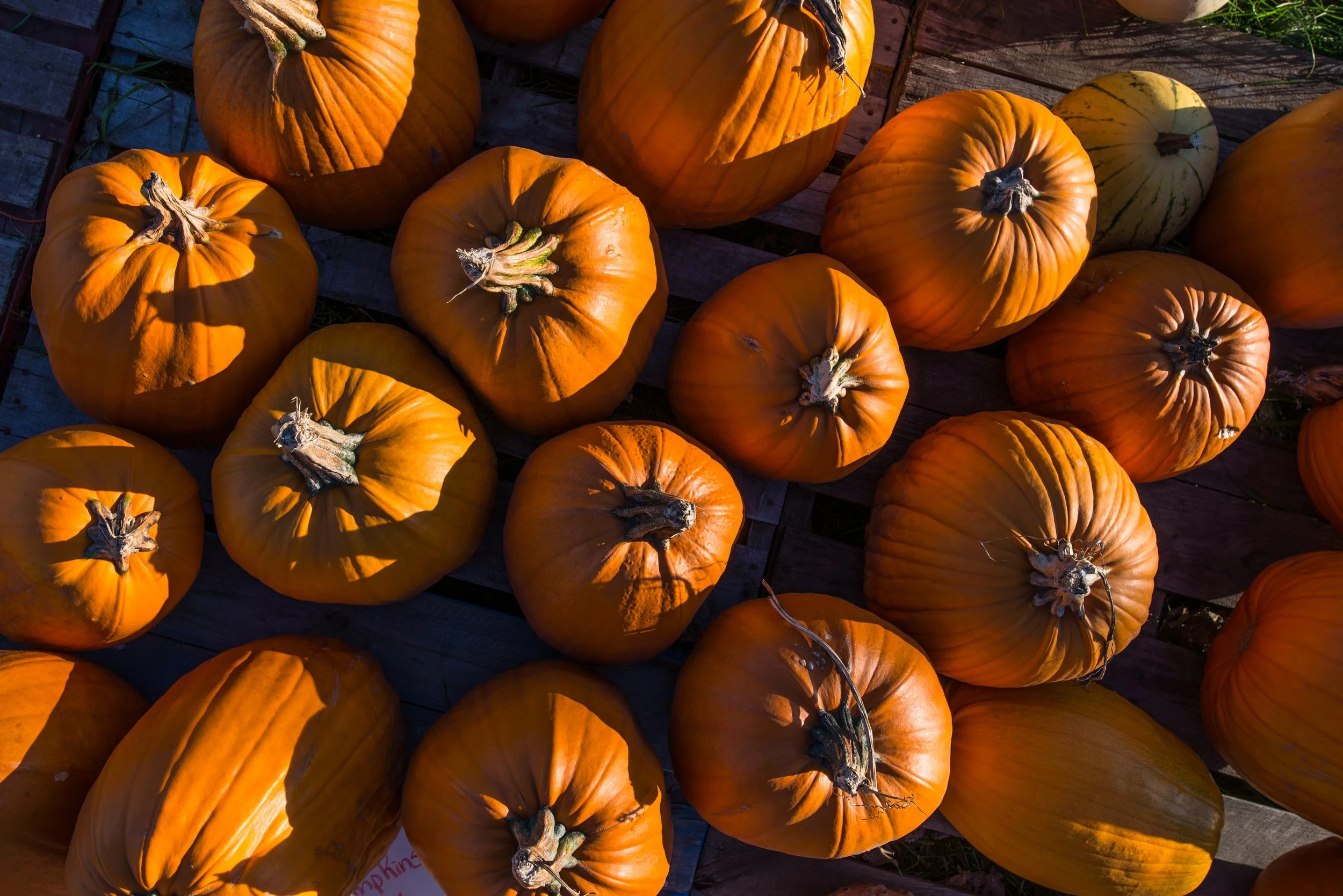Pumpkins in the sun