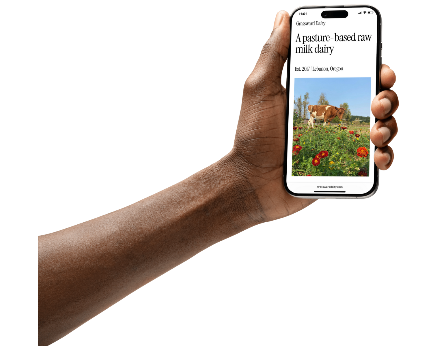 A hand holding a phone with the homepage of Grassward Dairy's website.