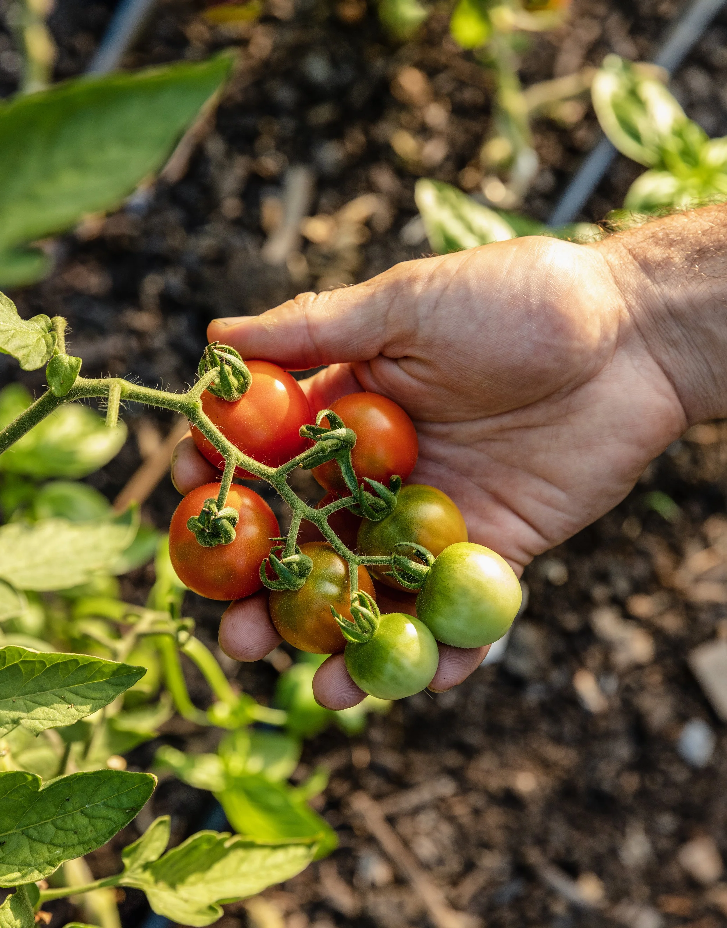 A hand grabbing a cluster of ripe and unripe cherry tomatoes still on the vine.