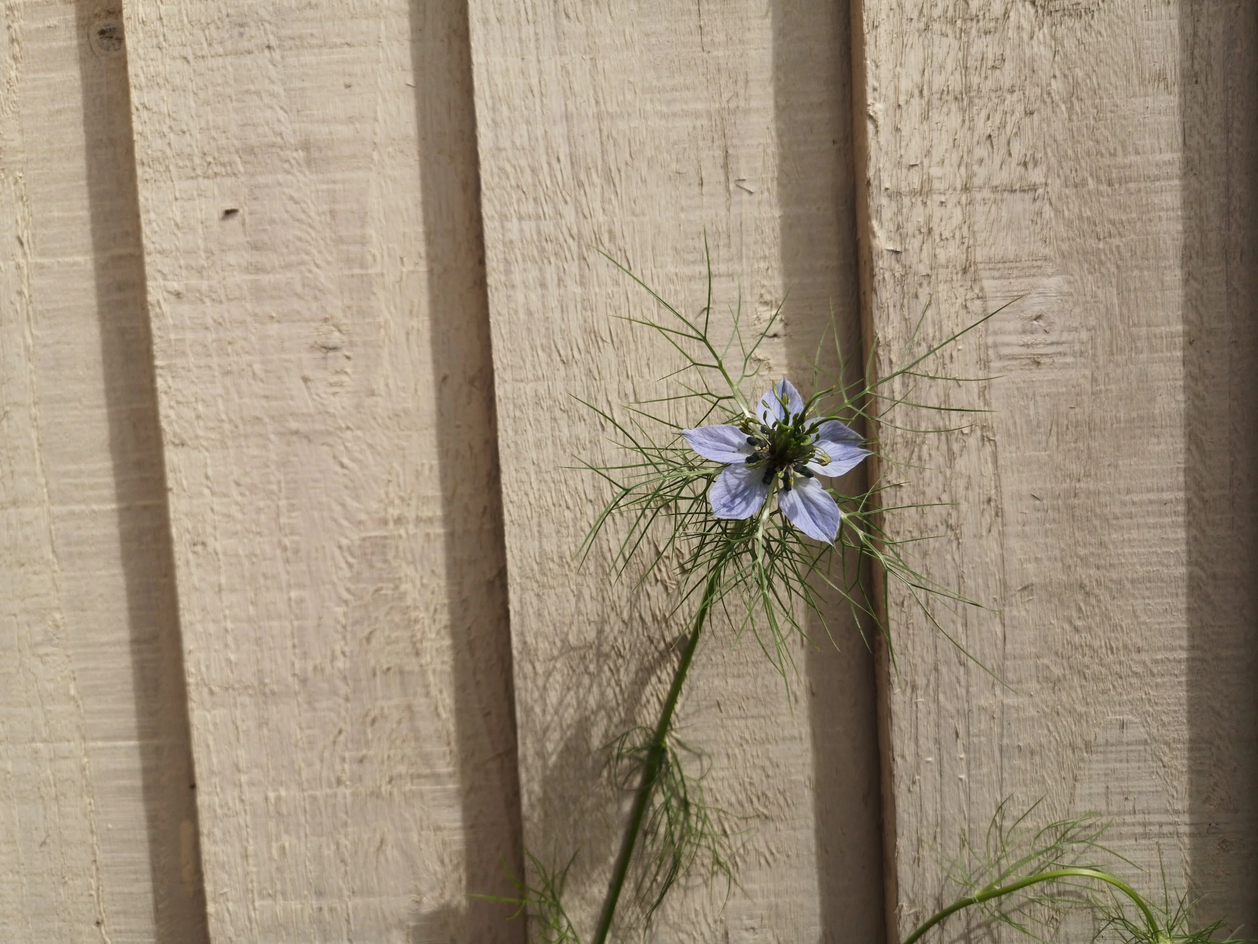 Nigella