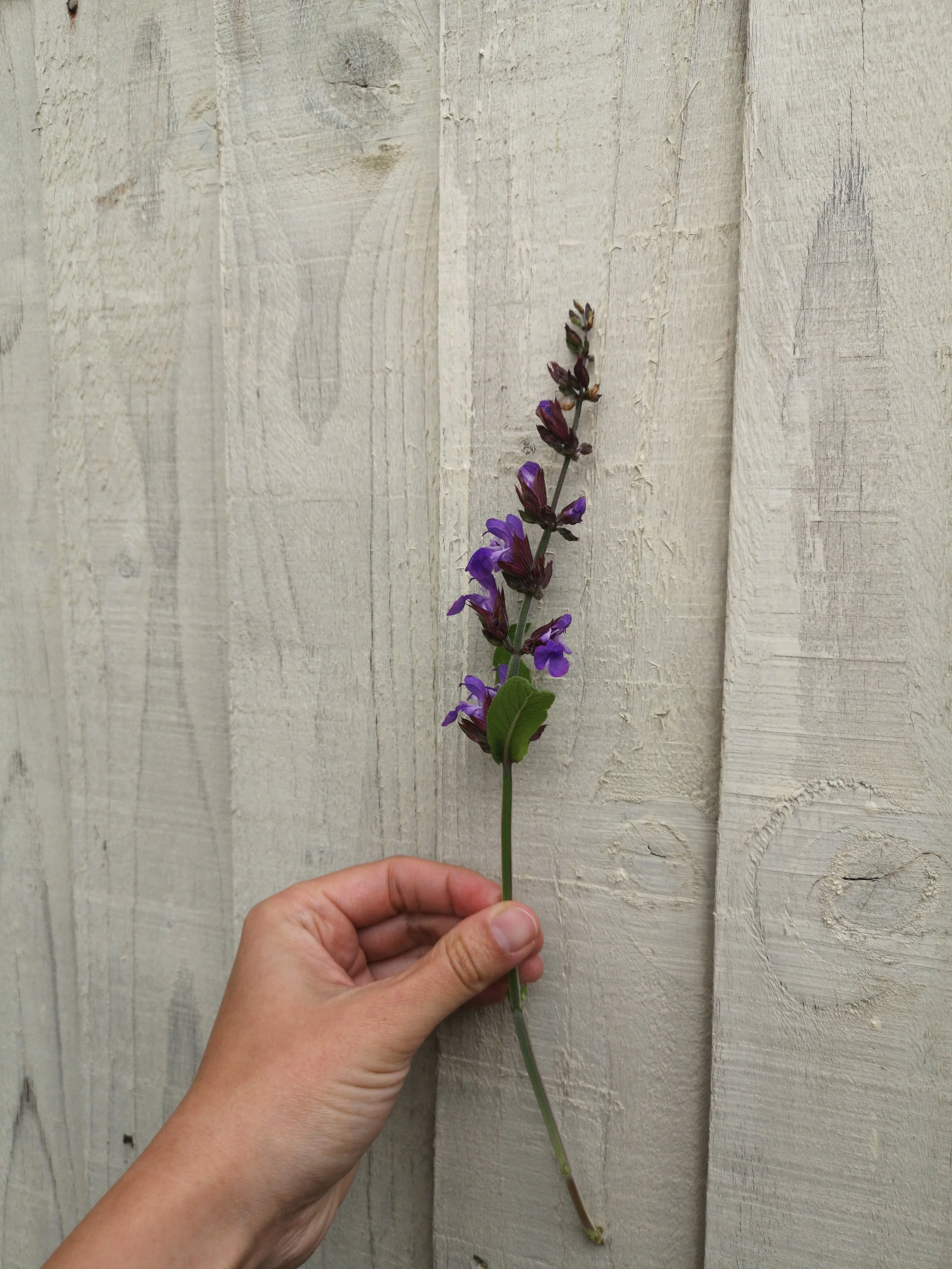 sage flowers diy flower arranging.jpg