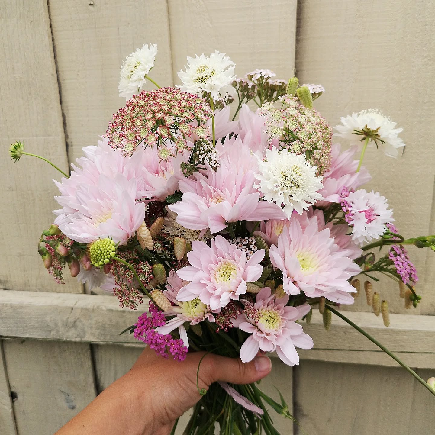Pretty in pink 🩷 Chrysanthemums with freshly picked pink Yarrow, Daucus, and white Scabiosa

#elopementflowers #pinkwedding #floristliverpool #ecofriendlywedding #sustainablefloristliverpool #grownnotflown #liverpoolflowerfarm