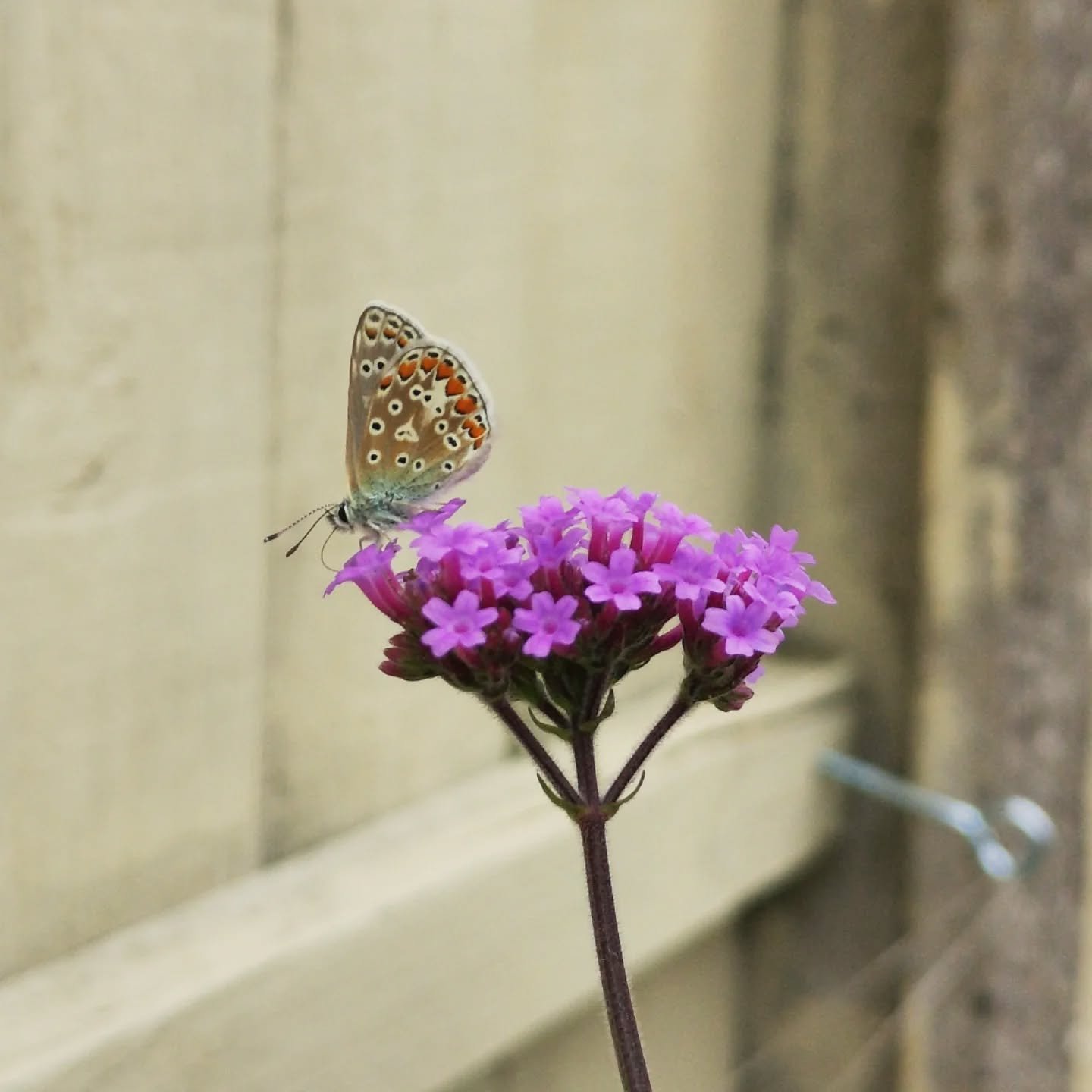 Flitting butterflies and snoozing bees 🌻
If you grow, they appear

#organicflowers #grownnotflown #liverpoolflowerfarm #ukbugs
