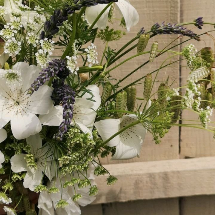 Organic wedding flowers picked today from the cutting garden #grownnotflown

White agrostemma and ammi with a few stems of lavender and oats jiggle in the breeze 🌿🤍

#liverpoolflorist #elopementflowers #whitebouquet #weddingtrends2025 #britishflowe