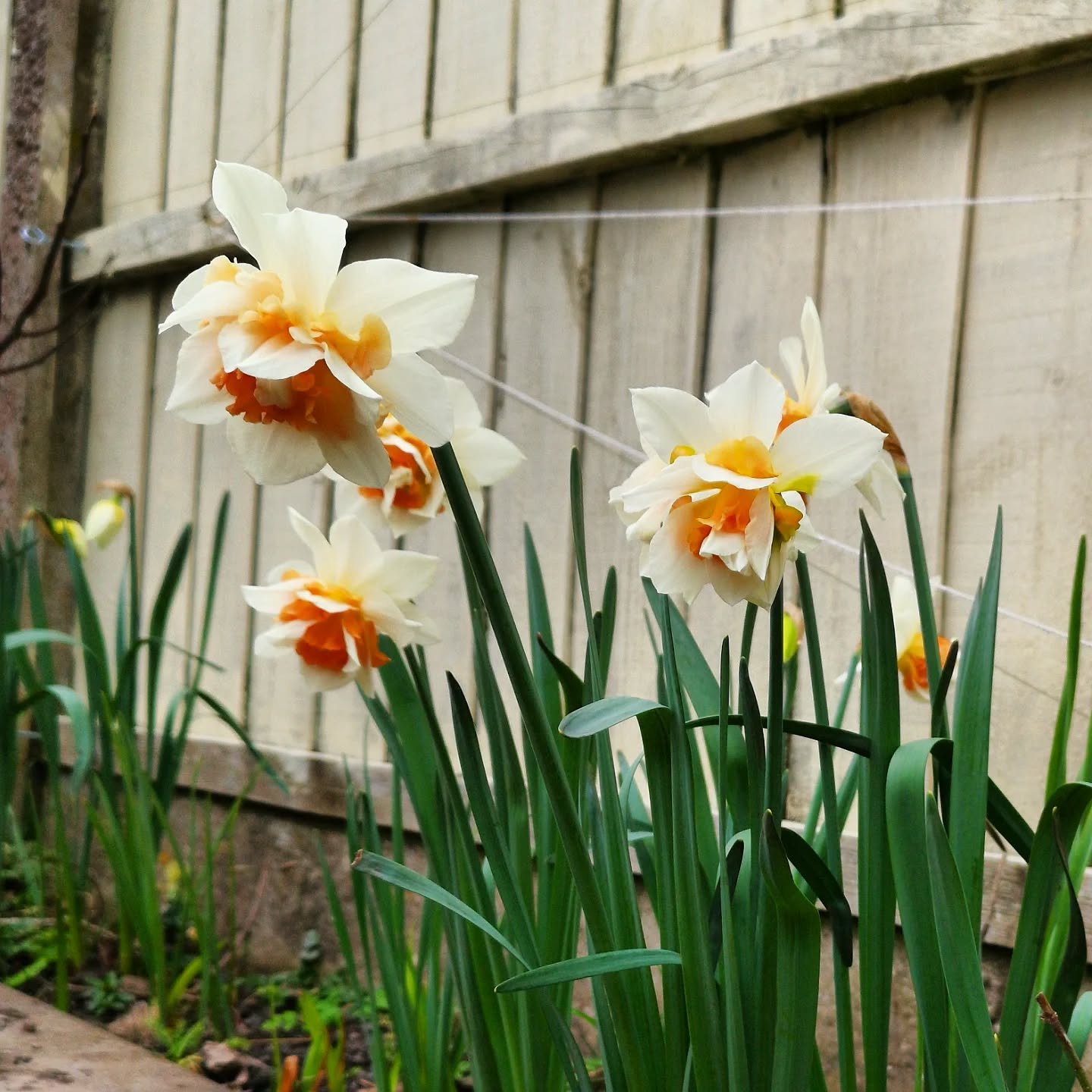 The glorious warmth of the spring sun on my smiling cheeks #sunshinenoshoes #liverpoolflorist #liverpoolflowerfarmer #grownnotflown #greenfuneralliverpool #ecofriendlyfloristLiverpool