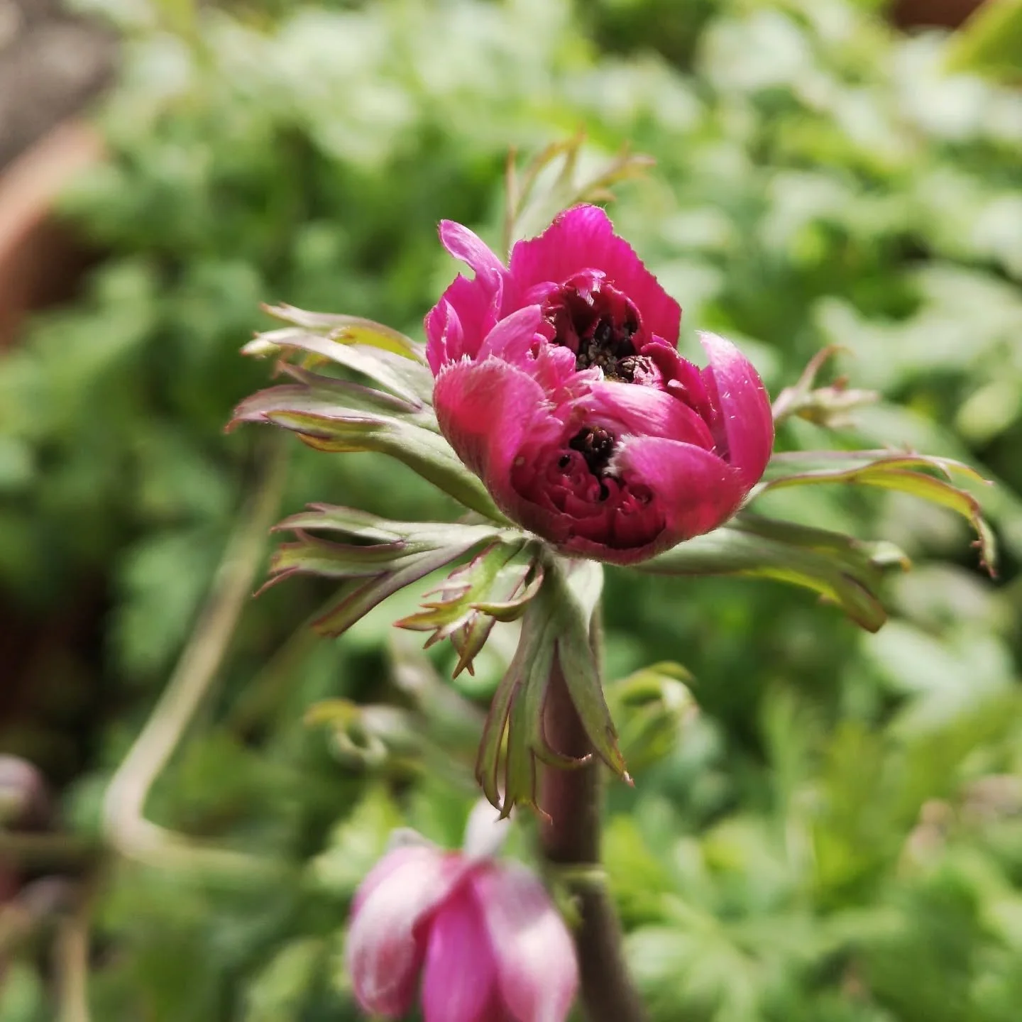 Spring is coaxing the first delicate flowers in the cutting garden 🌱 I'd spend all day and night out here if I could 💚

#sustainablefloristliverpool #flowerfarmerliverpool #ecofriendlyflorist #britishflowers #grownnotflown #organicflorist #organicf