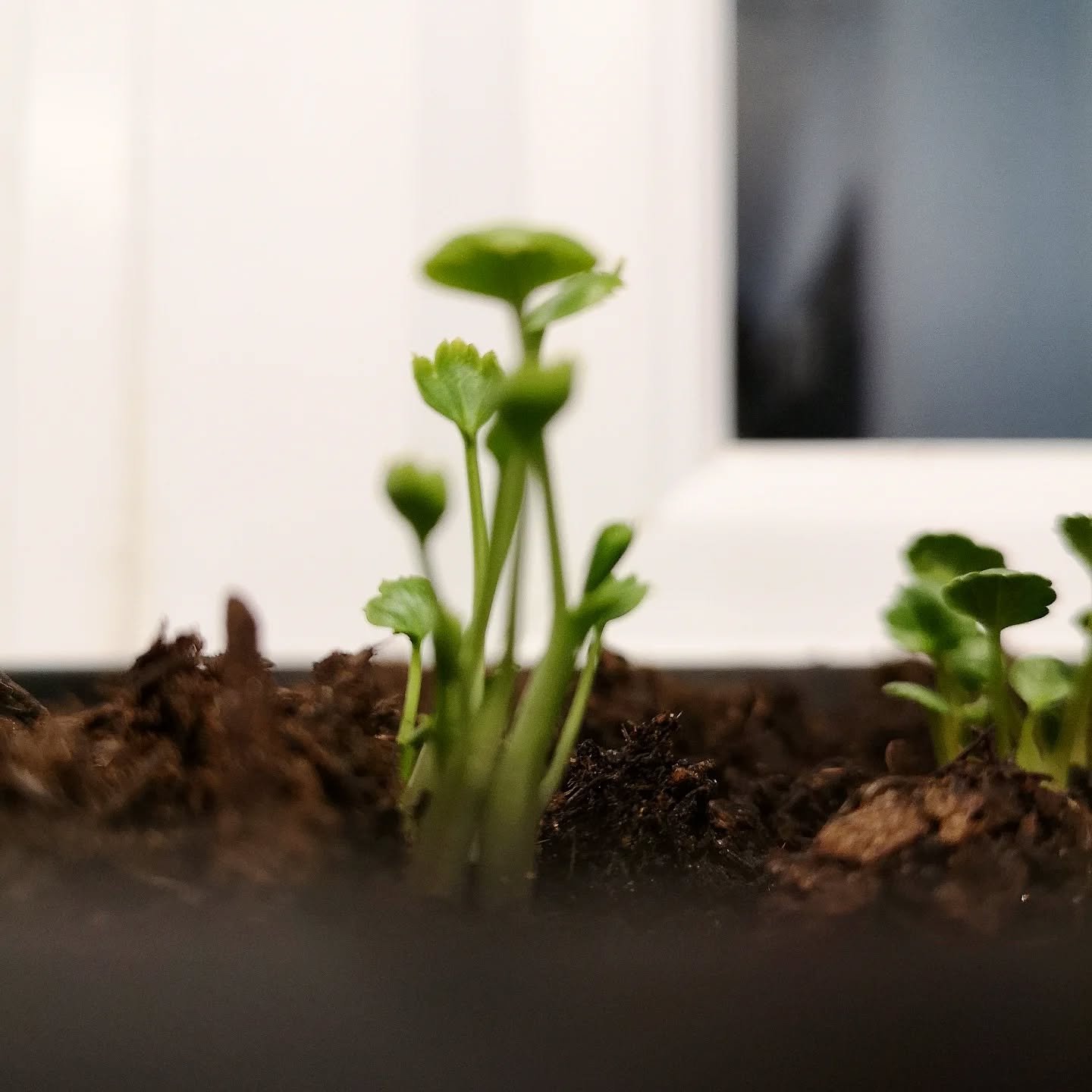 Most of my flowers are grown from seed each year 🌱 It's just as magical every time 💚😊
#liverpoolflorist #microweddingflowers #elopementflowersliverpool #ecofriendlyfuneralflowers #ecoweddingflowers #ecowedding #greenfuneralliverpool #grownnotflown