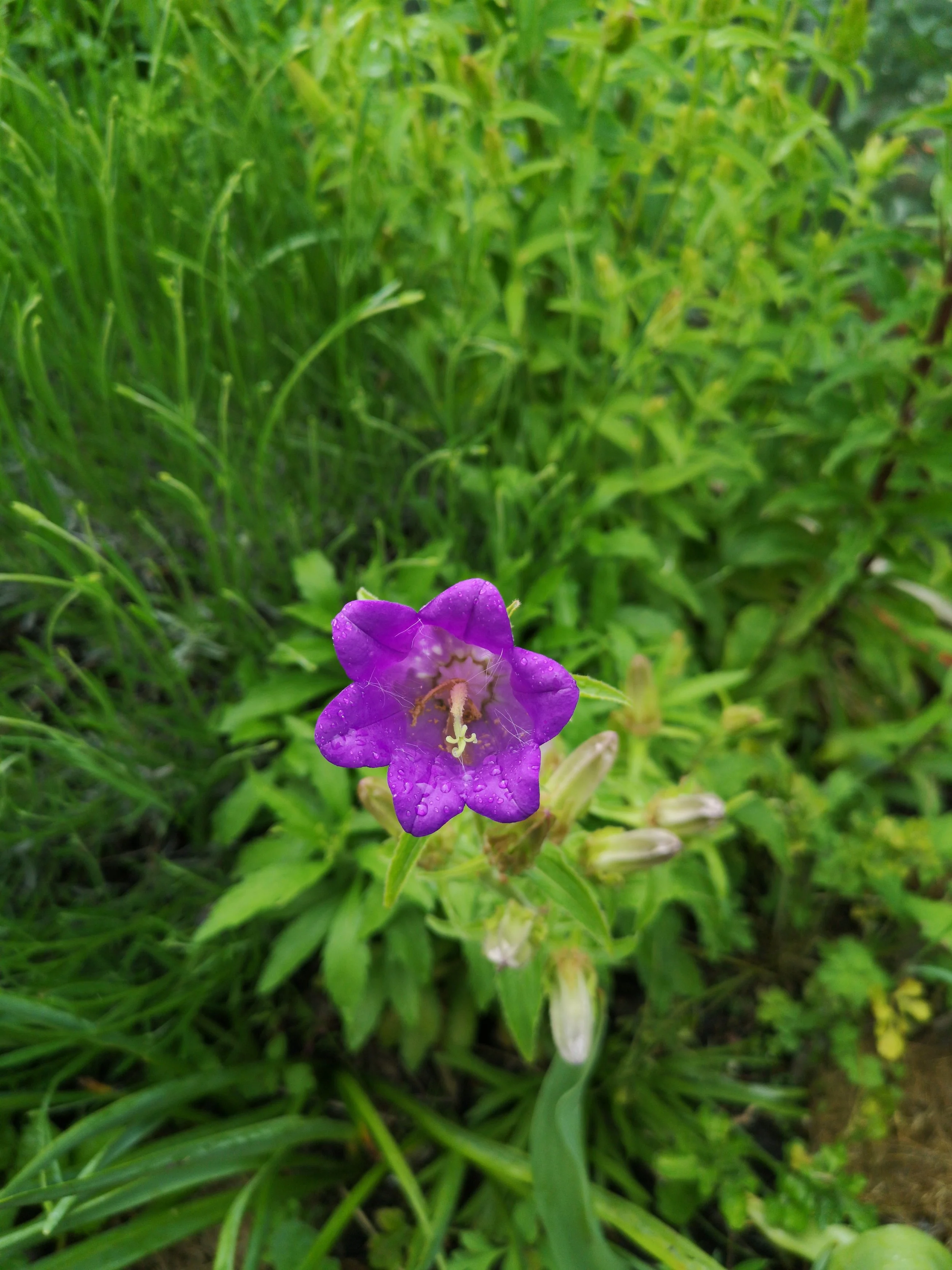 purple canterbury bells for flower arranging liverpool.jpg