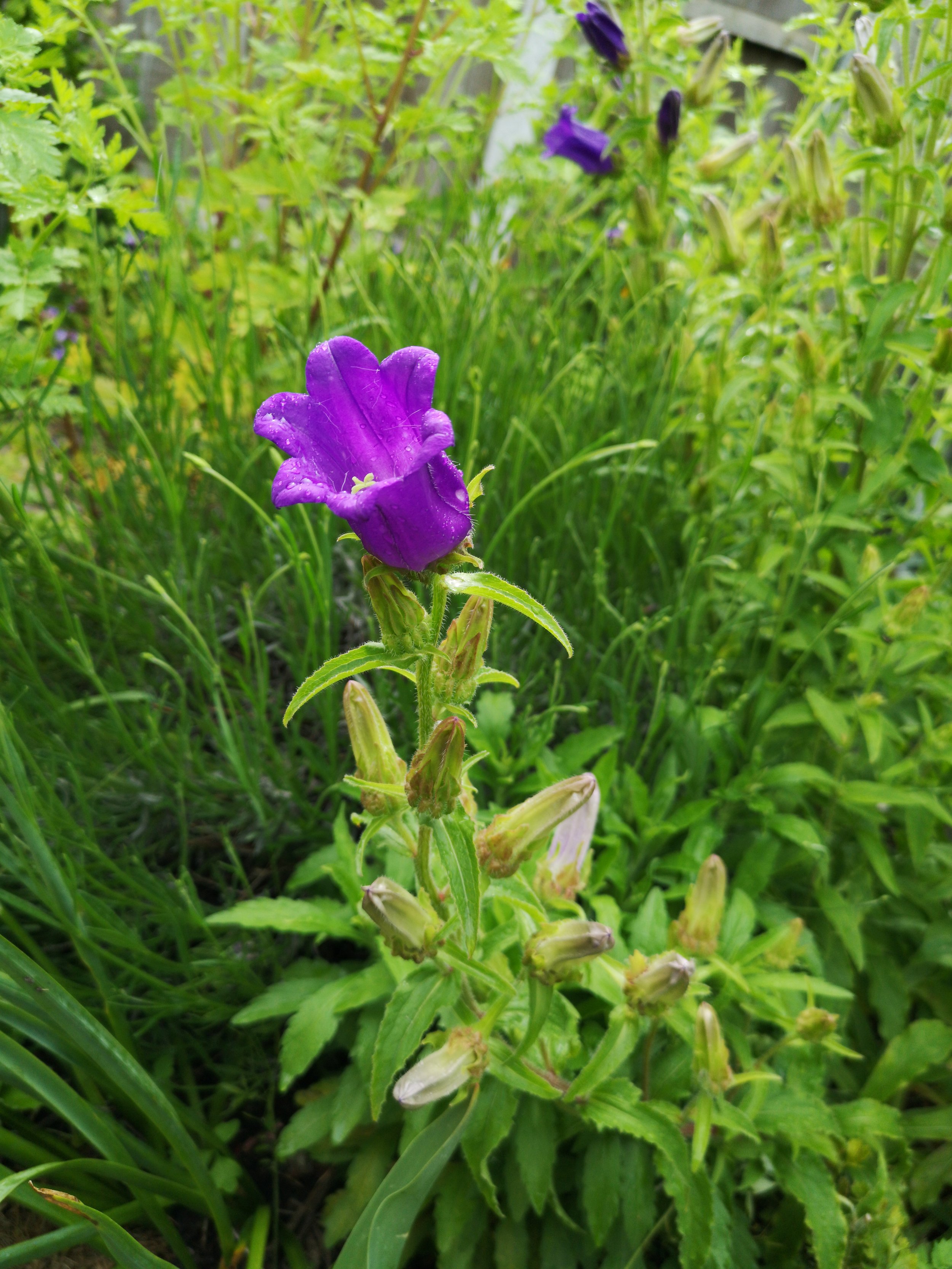 purple campanula for diy wedding flowers liverpool spring.jpg