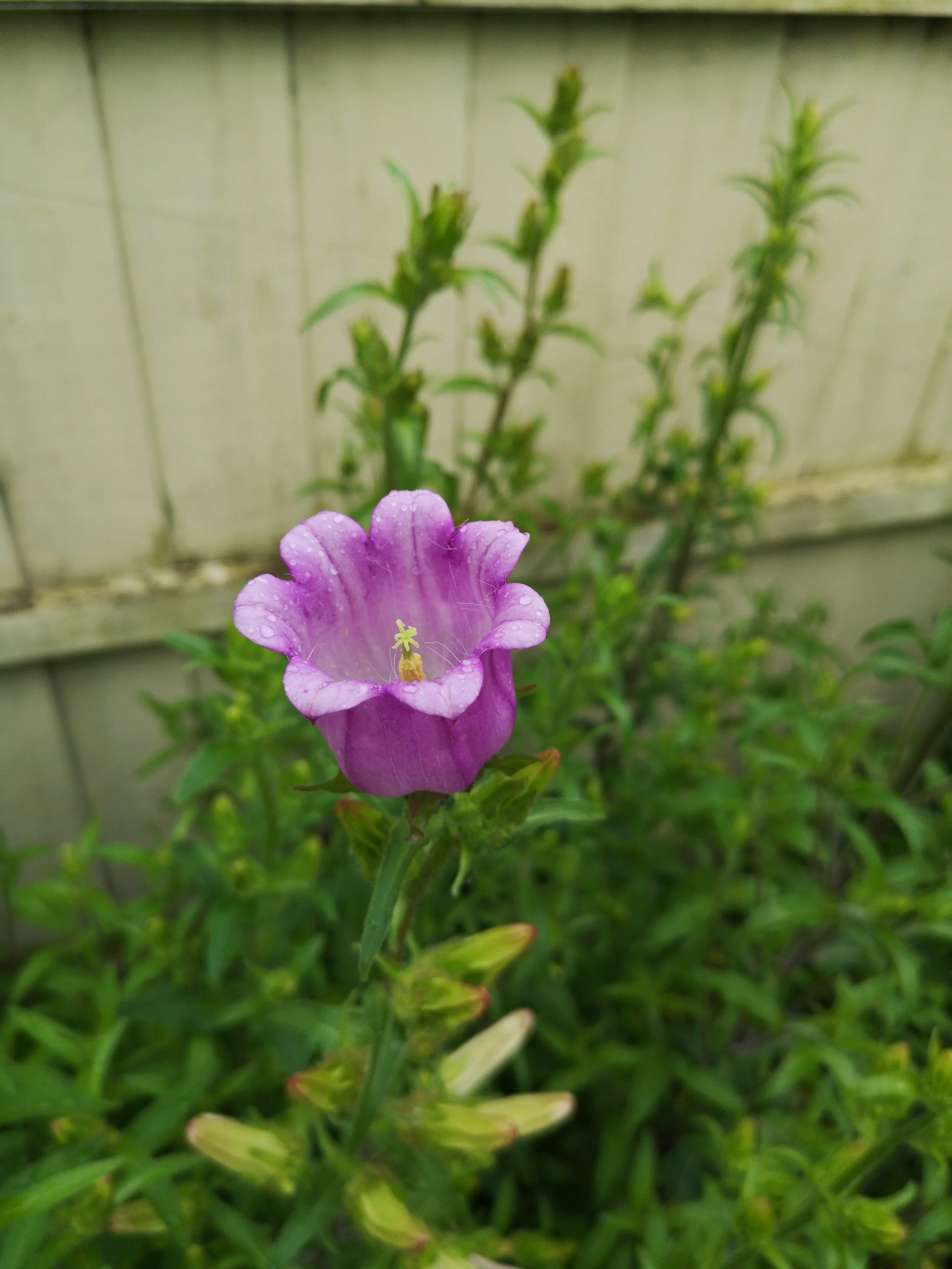 Canterbury Bells