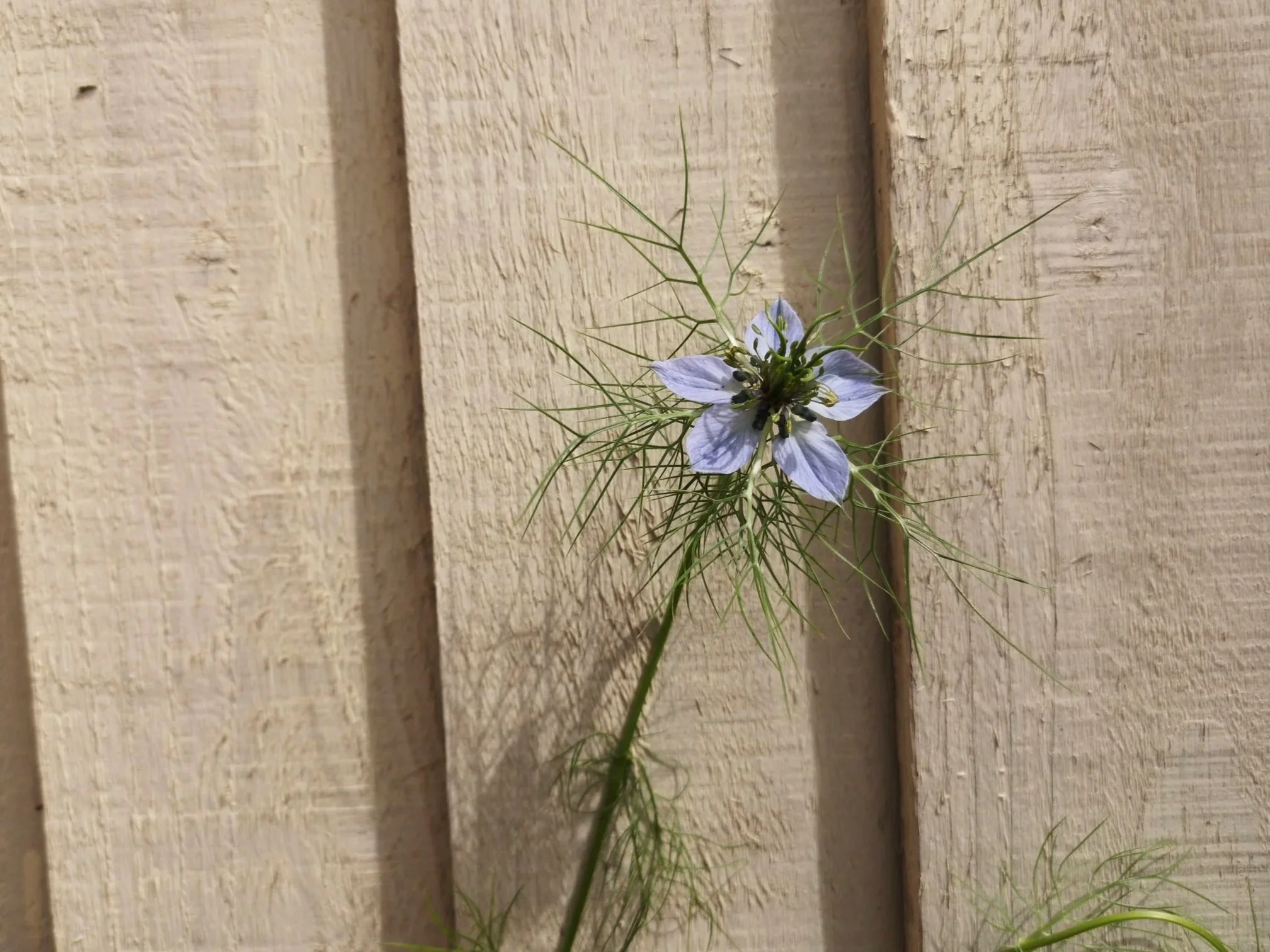 blue+nigella+flower+for+diy+wedding+liverpool.jpg