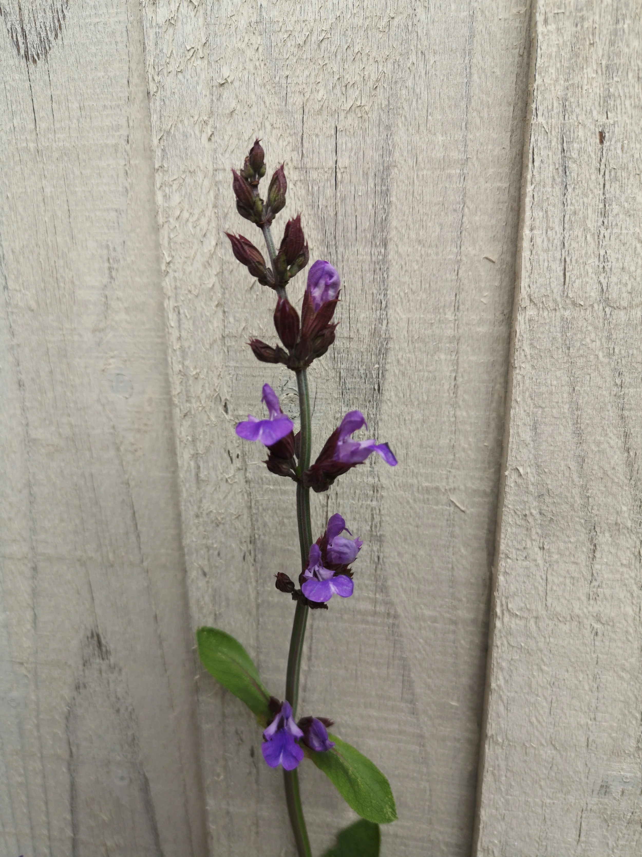Sage Flower