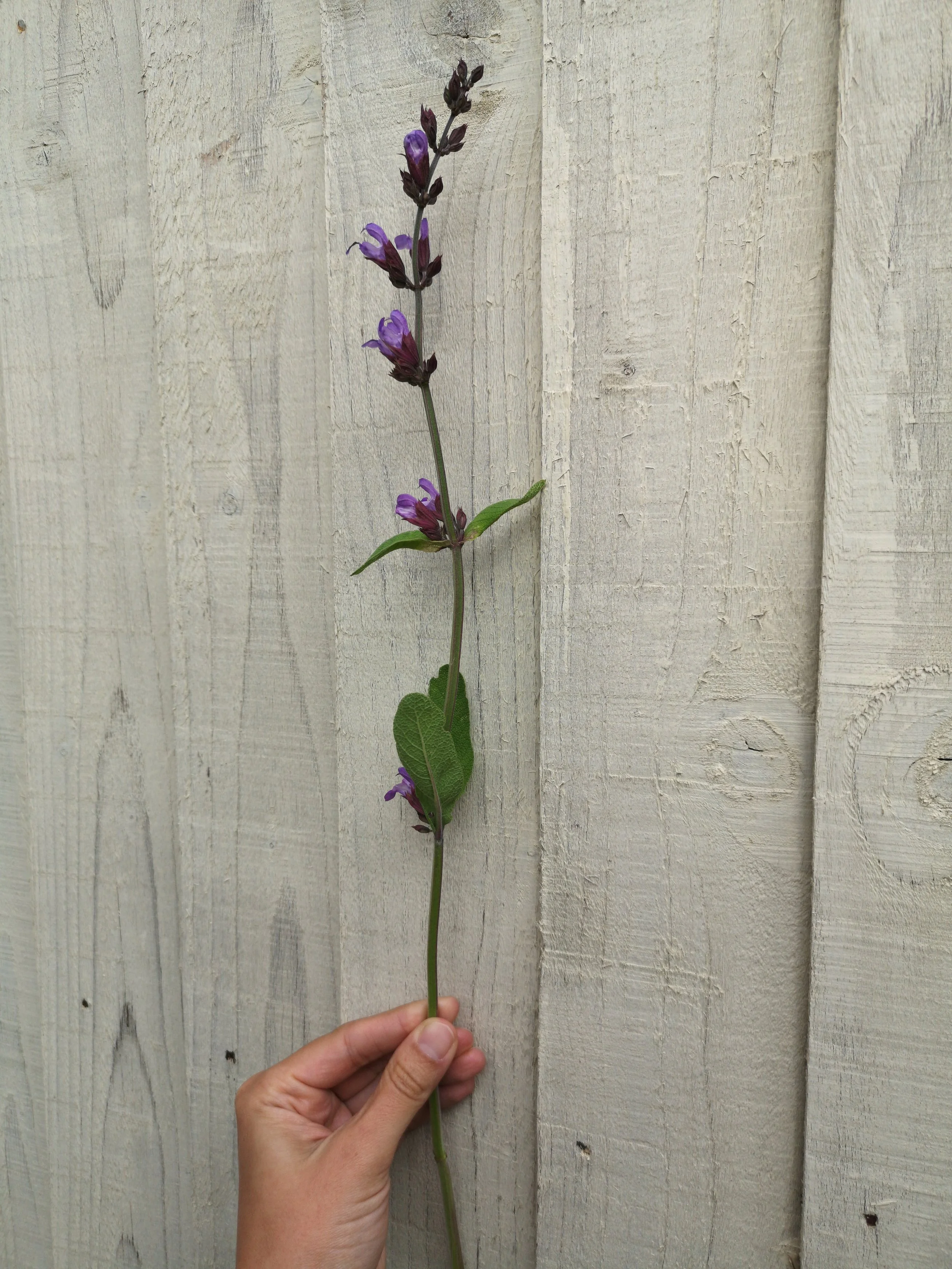 sage flowers british grown wholesale.jpg
