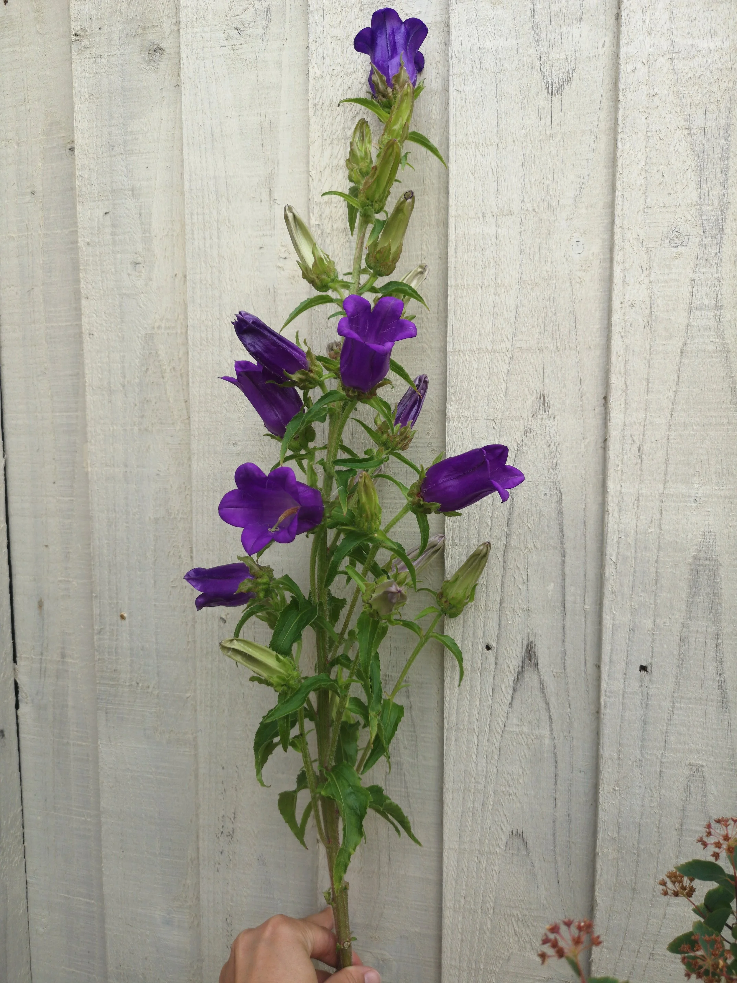 purple spike flower diy wedding flowers liverpool.jpg