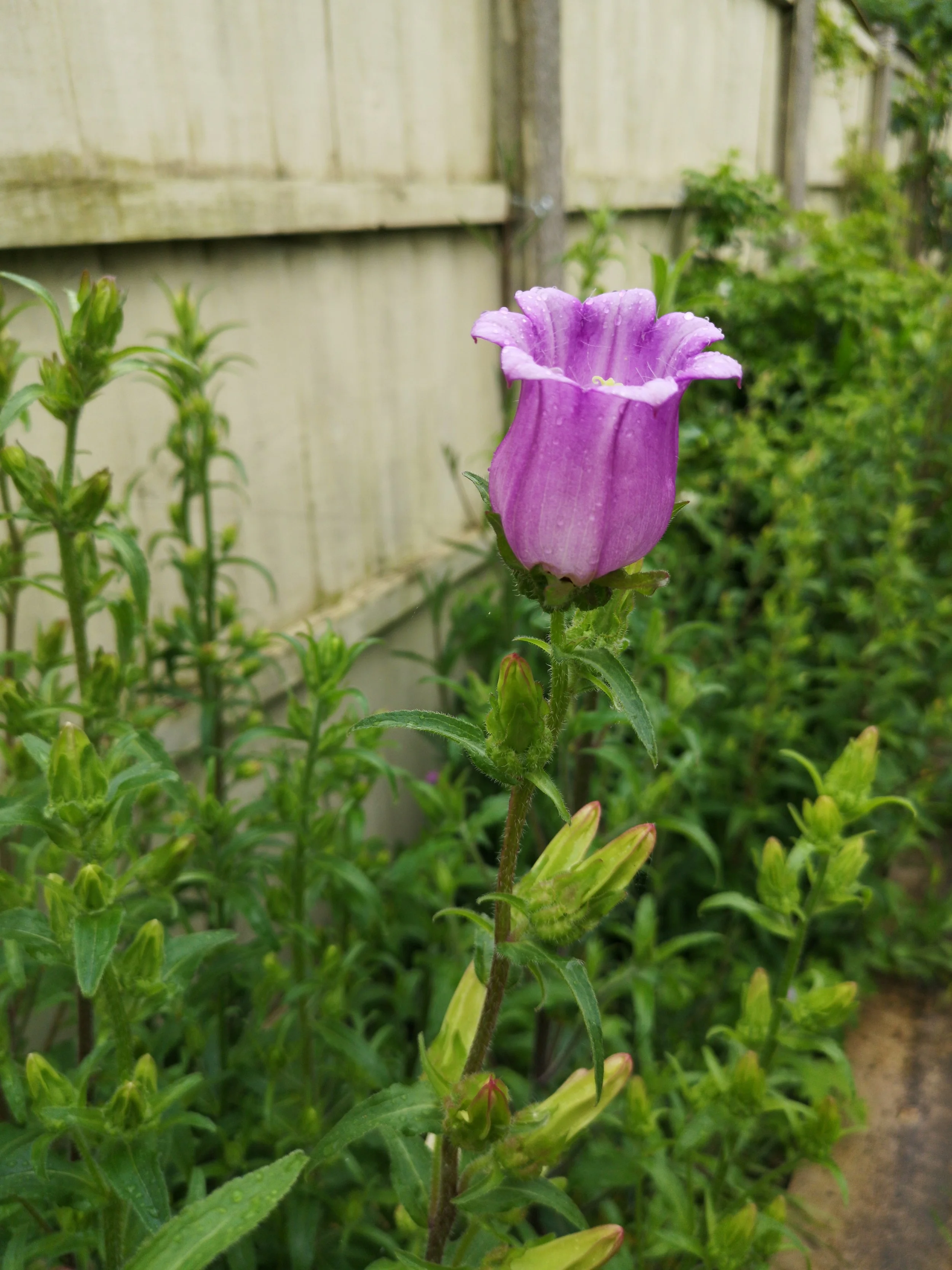 pink campanula for diy wedding flowers liverpool.jpg