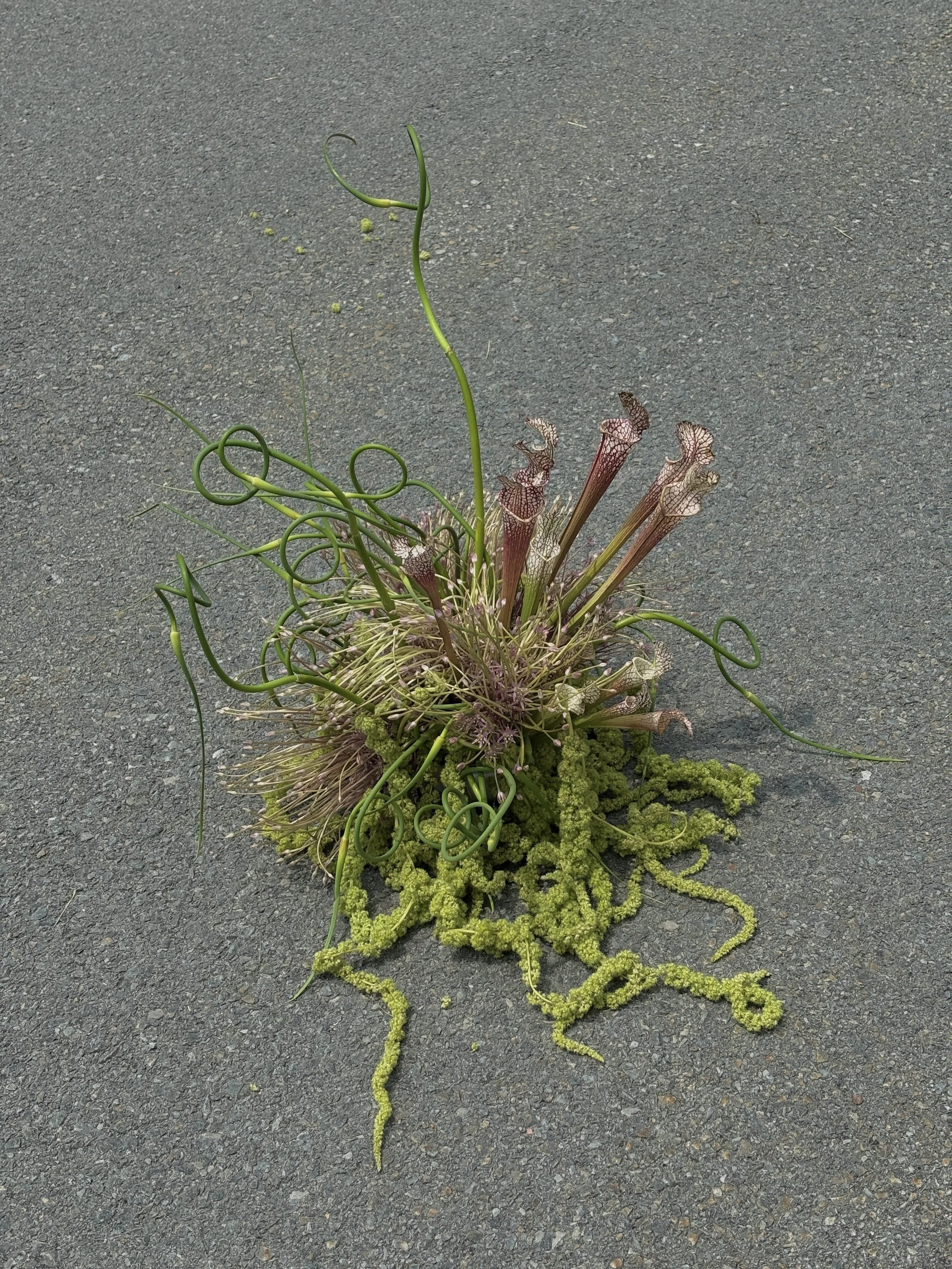 An arrangement of wild plants and flowers on a paved surface, including curly tendrils, elongated flowers, and moss.