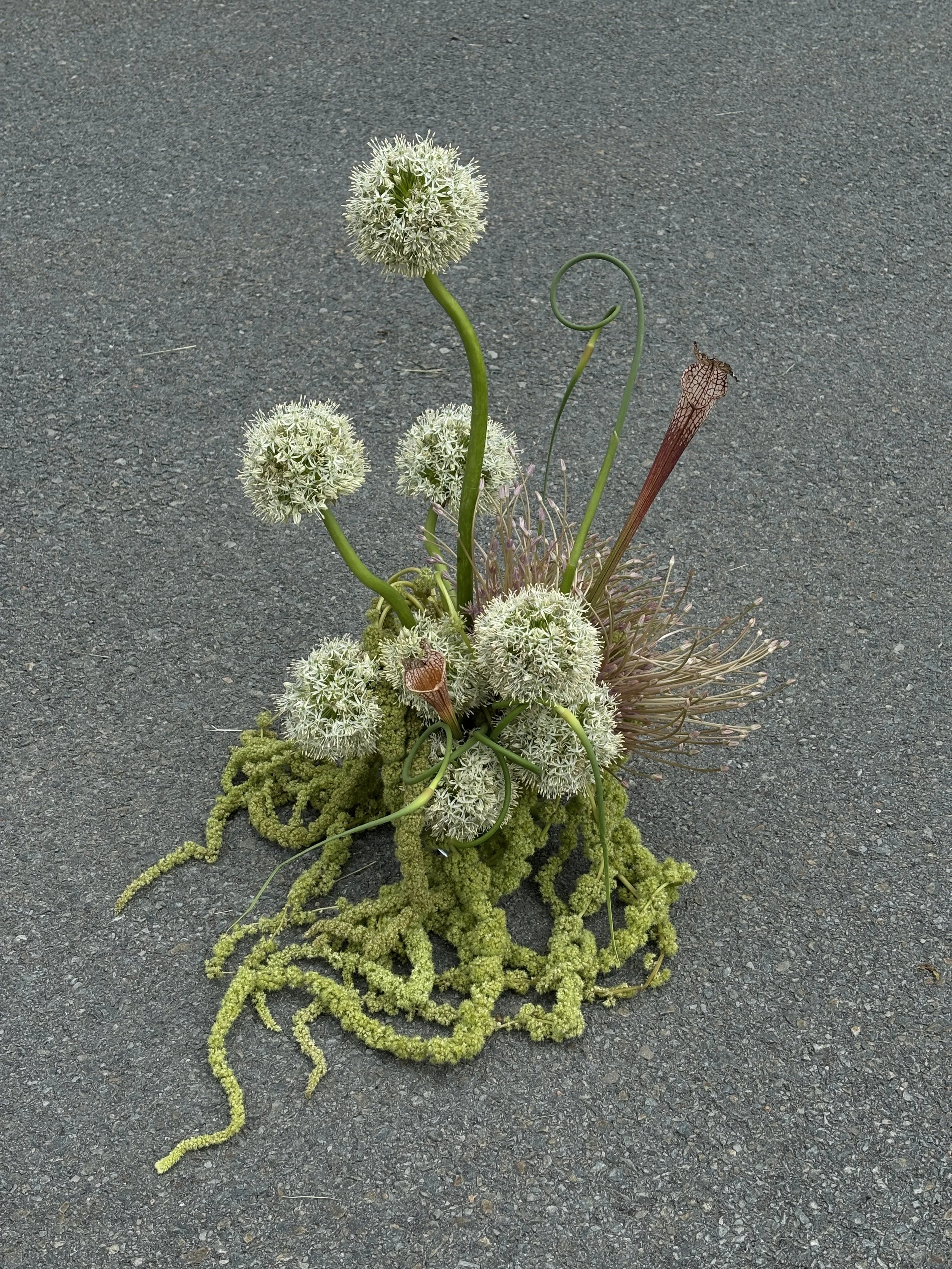 Arrangement of white spherical flowers, green tendrils, and creeping green moss on a gray asphalt surface.