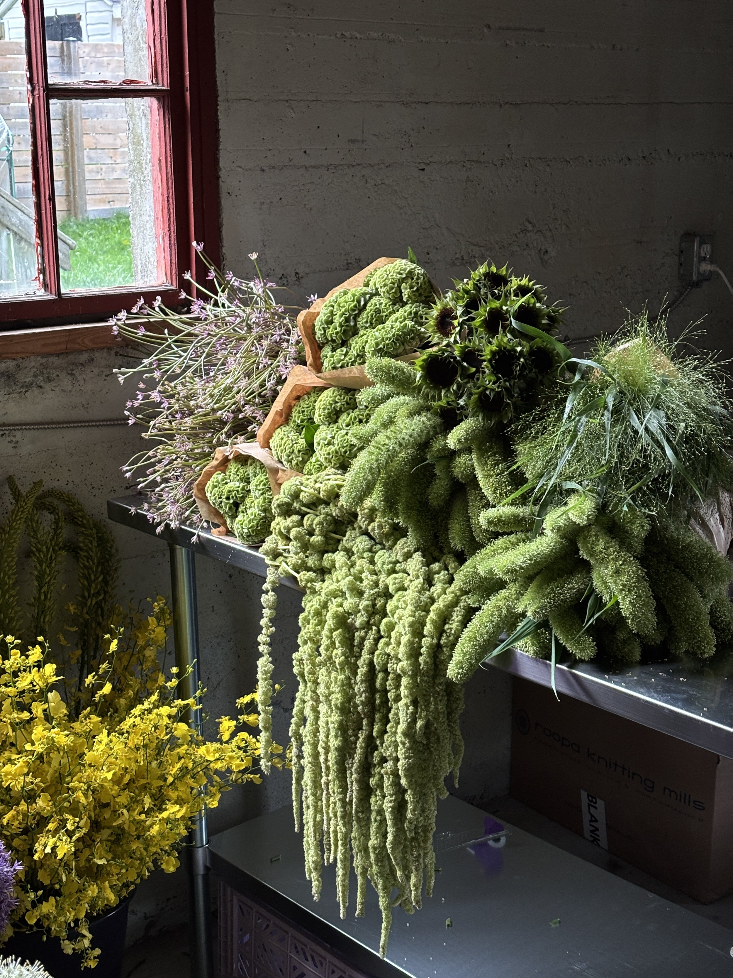 A collection of green and purple plants, including trailing and compact varieties, on a metal table next to a yellow flowering plant, with a window and wall in the background.