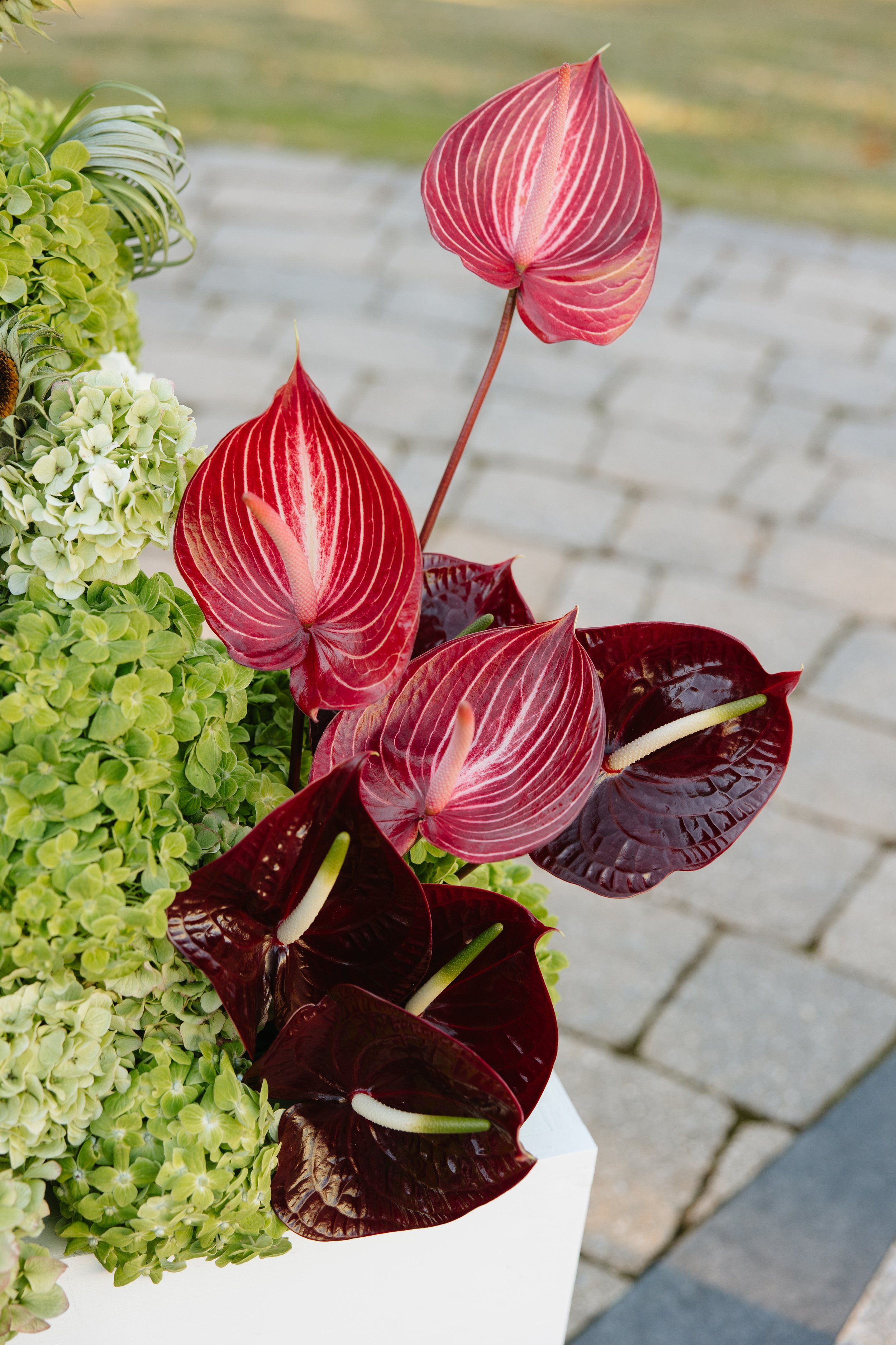 Close-up of red and dark burgundy anthurium flowers with green hydrangeas in a white planter, outdoors on a paved surface.