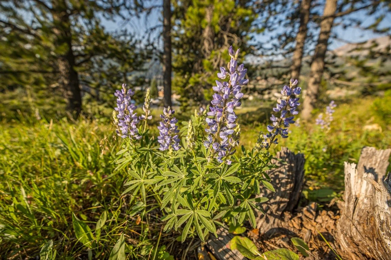 Washakie Lot 23-7128 Large.jpeg