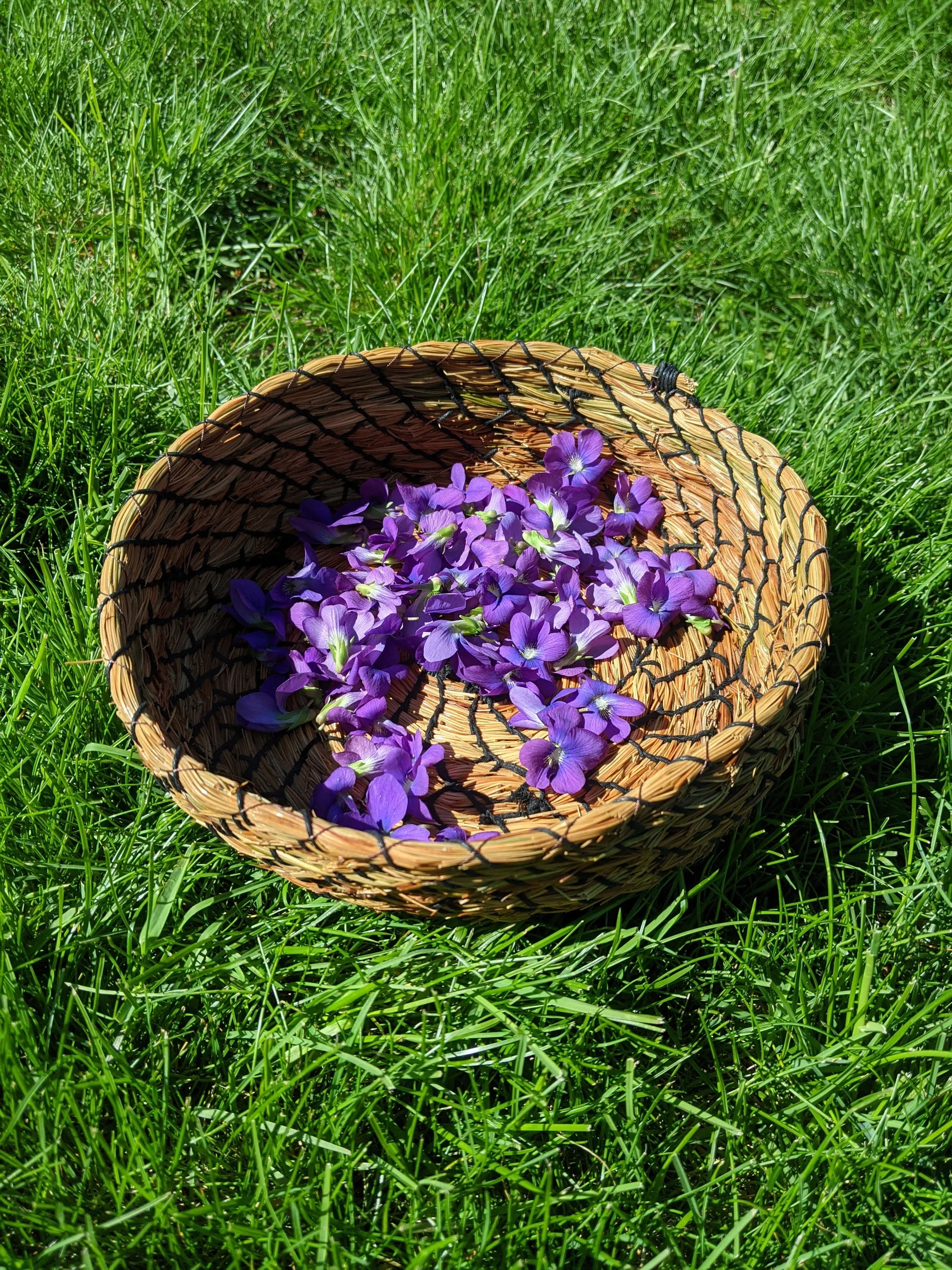 Daley- forage basket-pine needle.jpg