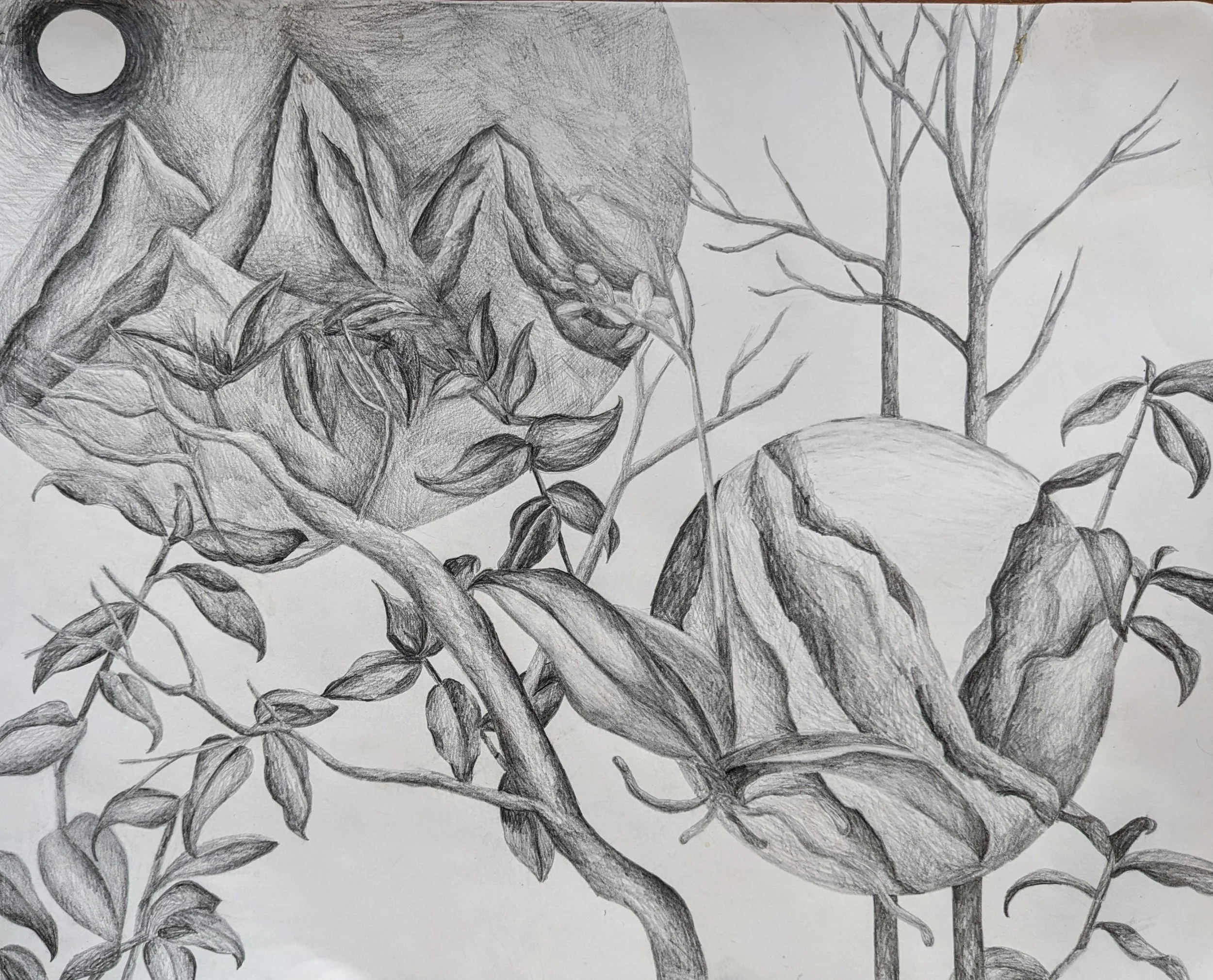 Daley- plant study drawing.jpg