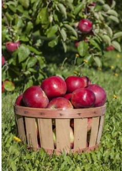 apples.png