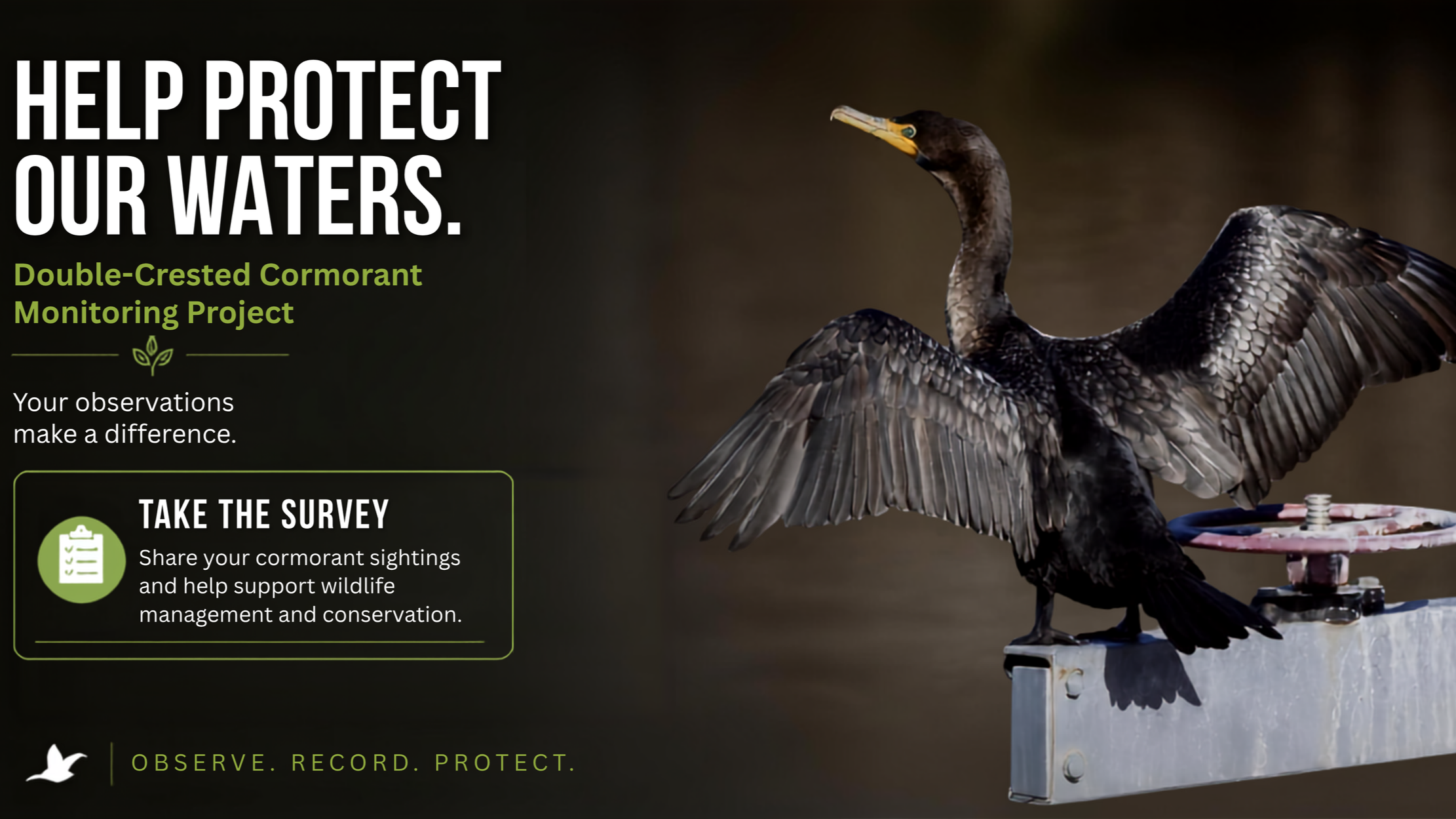 Double-Crested+Cormorant+Survey+Banner.png