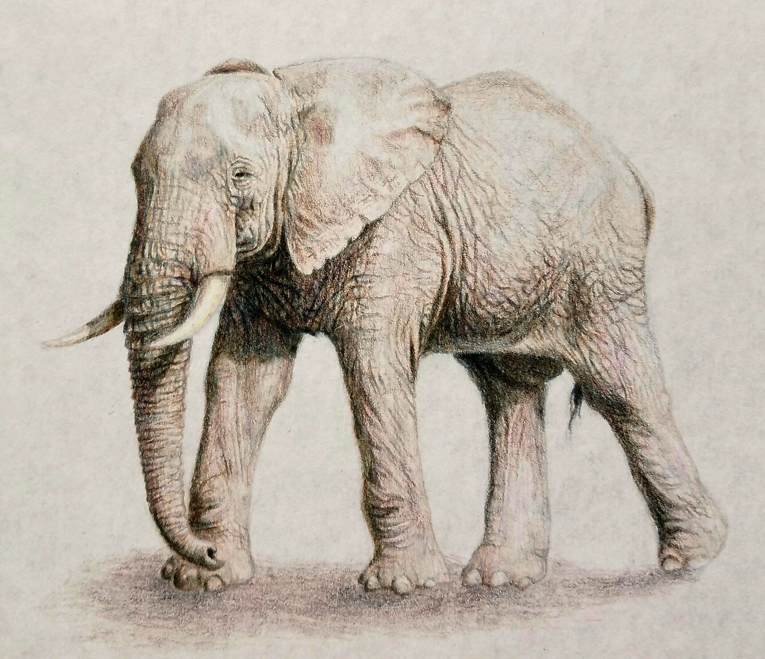 Elephante2.jpg
