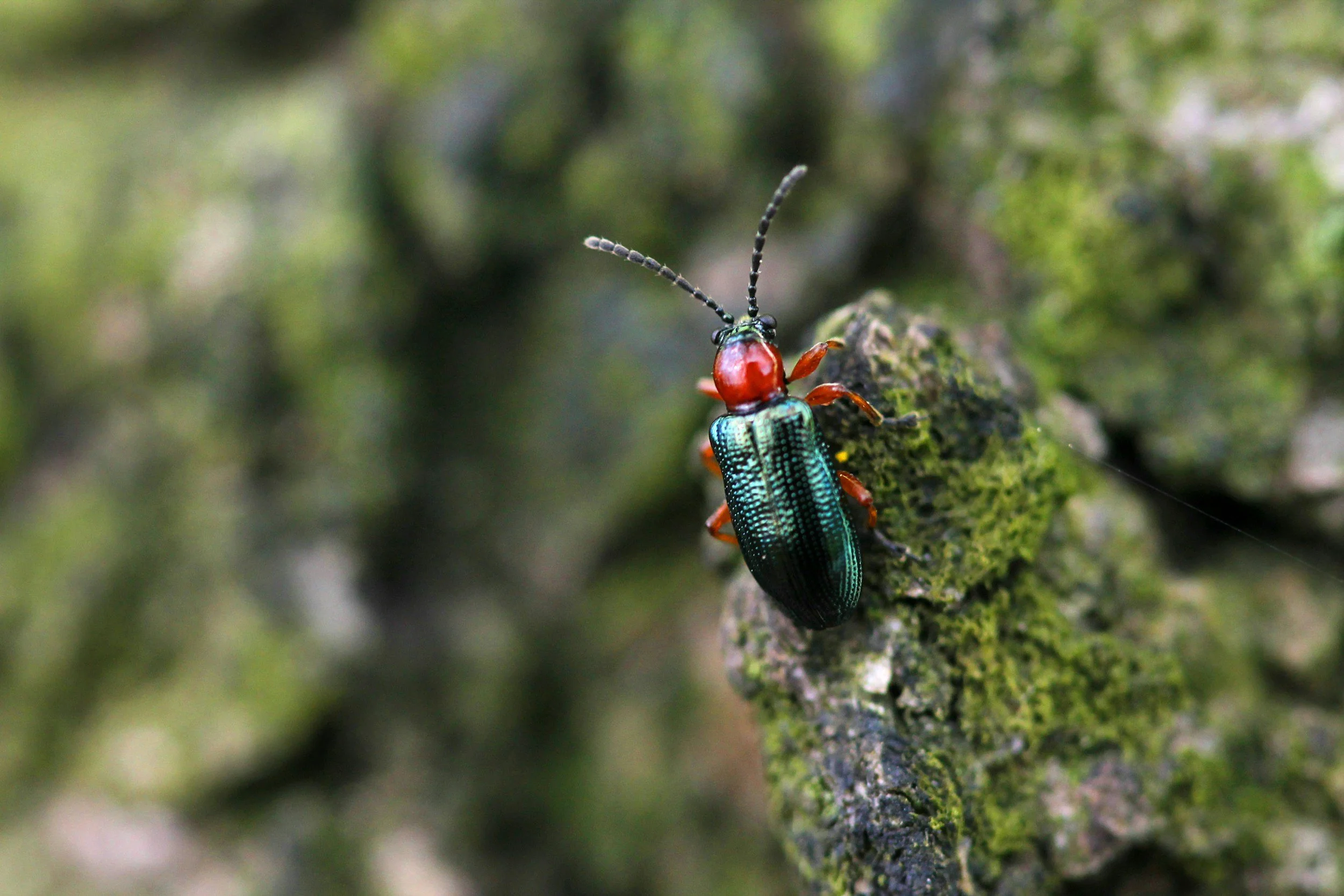 mountain pine beetle