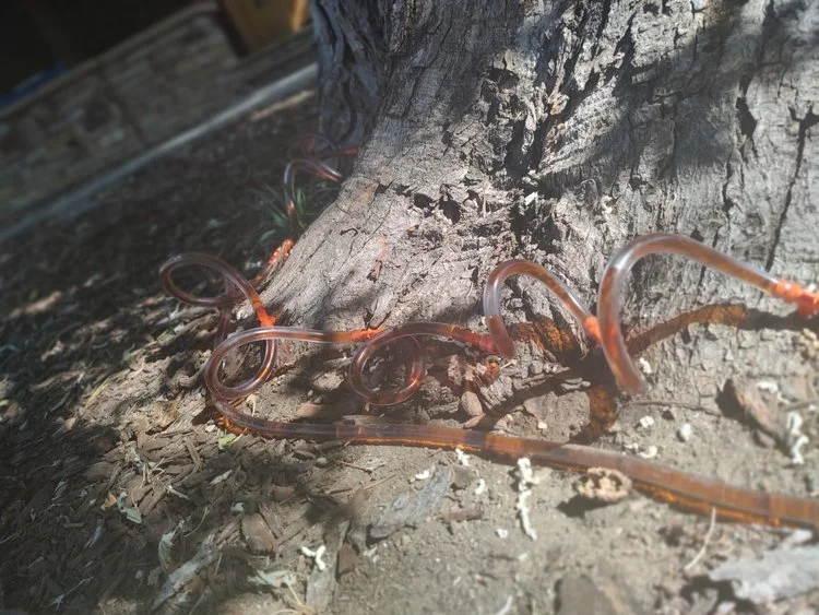 plant health care injections