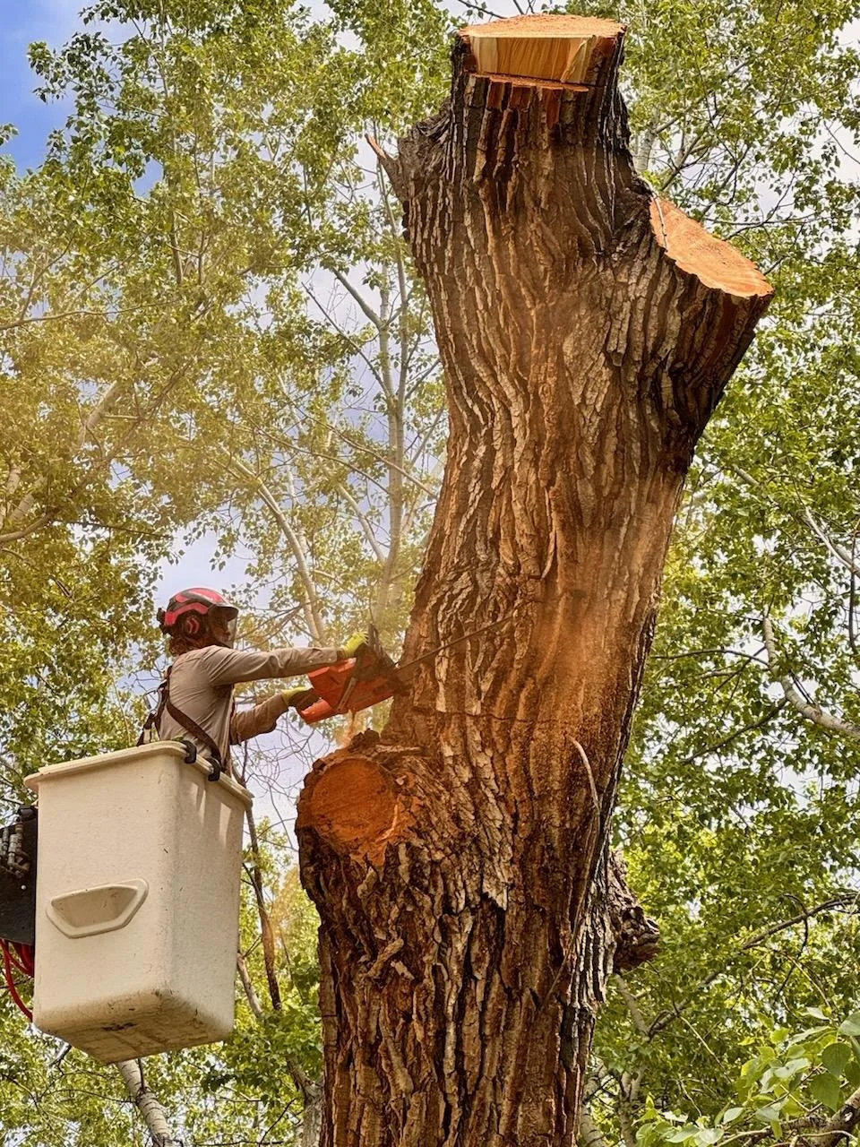 tree removal