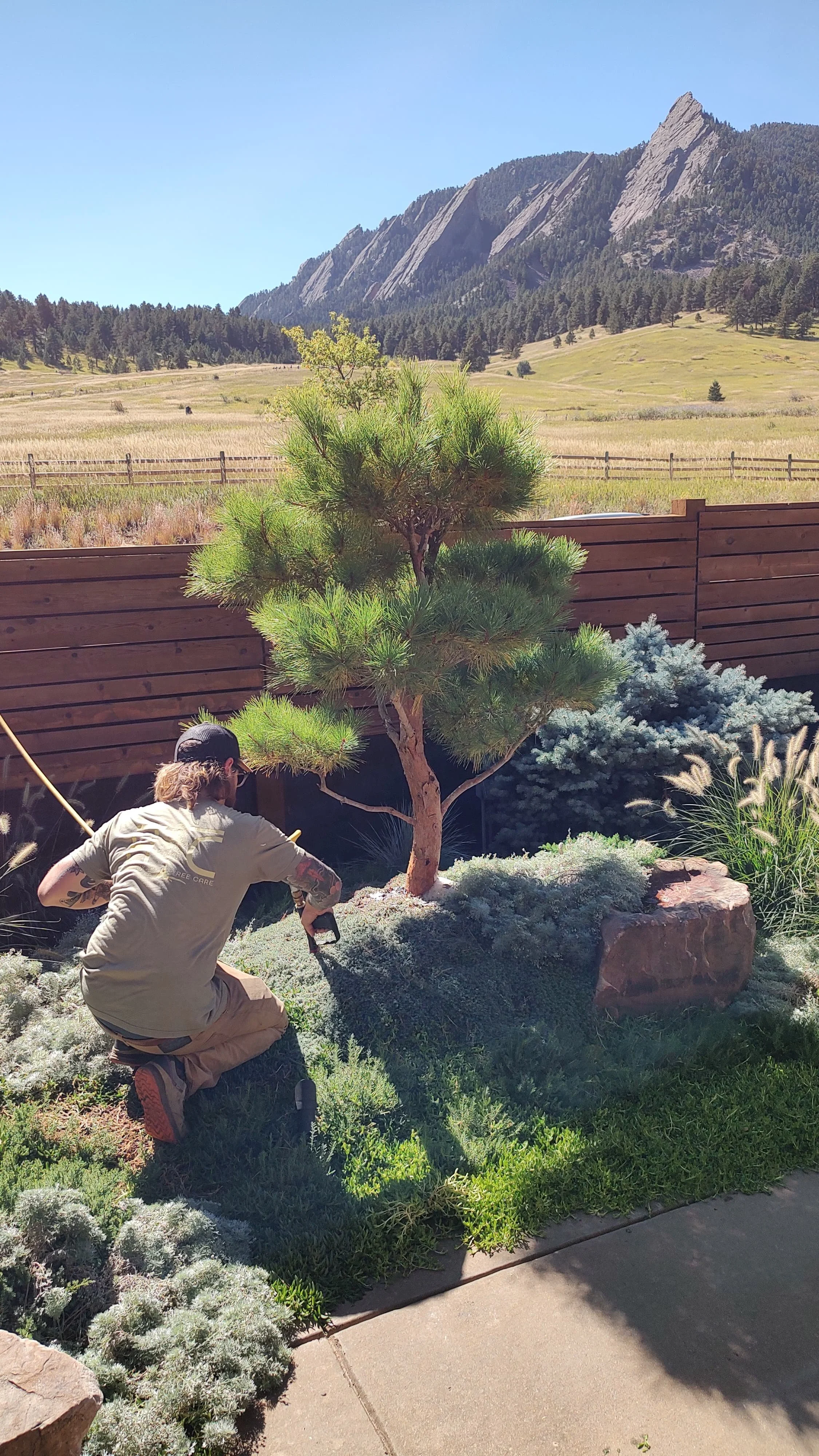 arborist services plant health care