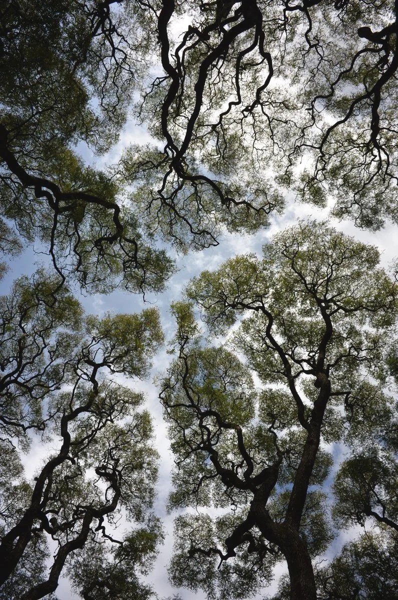 tree crown shyness