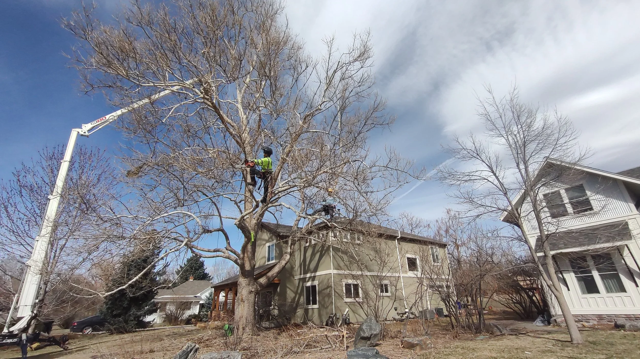 tree pruning and trimming