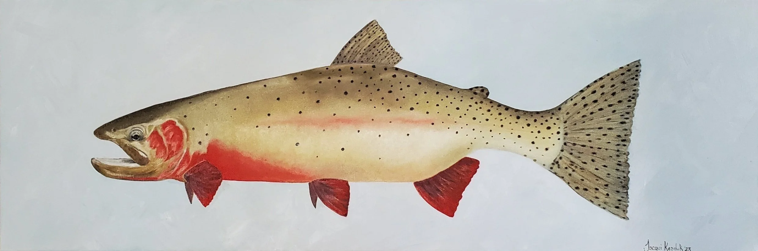 Westslope Cutthroat Trout