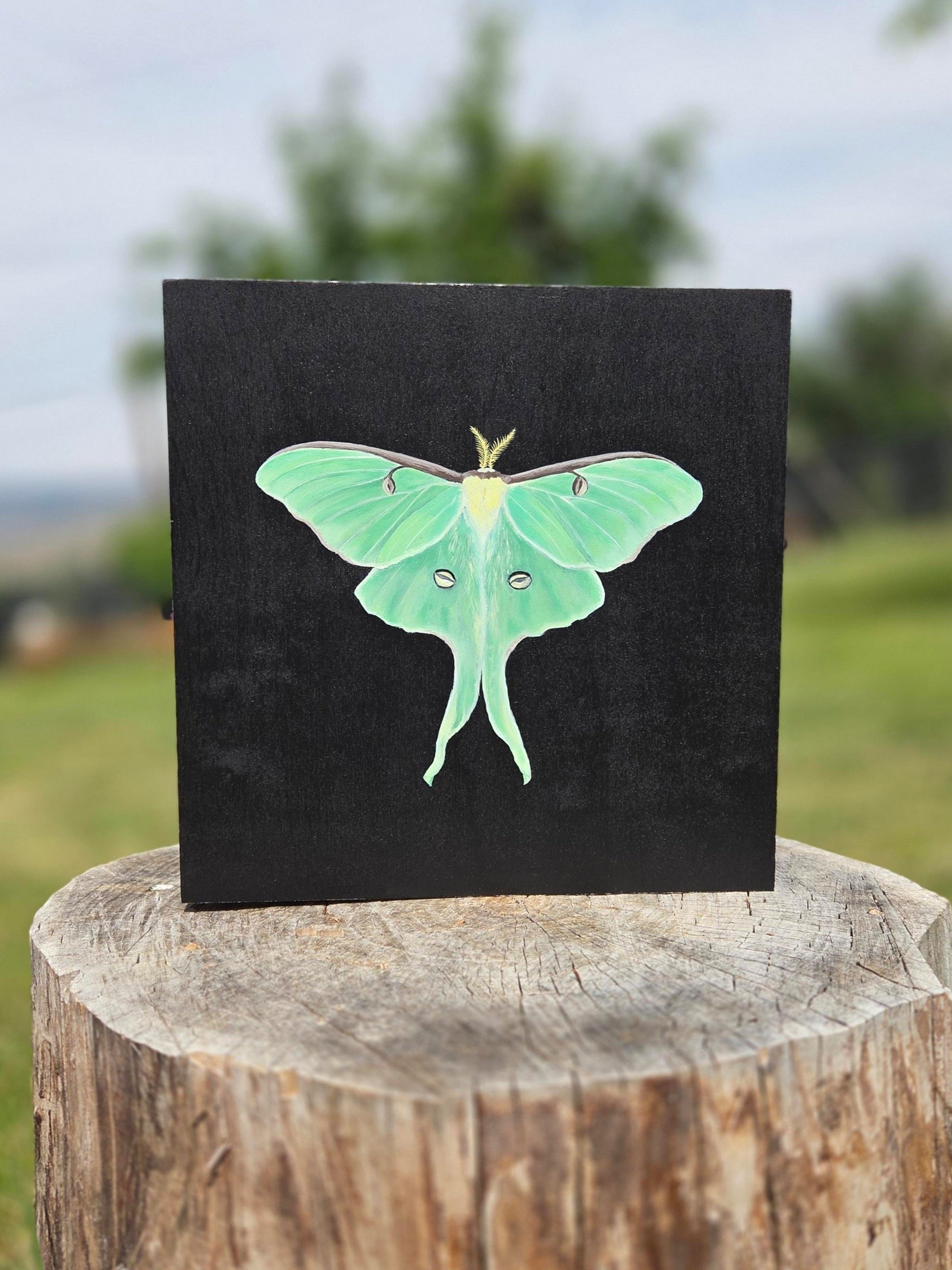 Luna Moth I