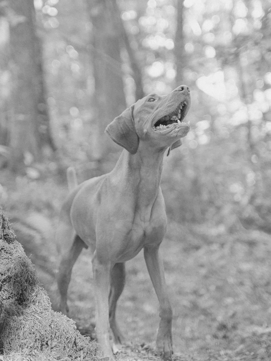 Take me back to playing tag with Crux! 🥹🐾 @jasminehillhomes had the speediest dog in town! He&rsquo;s a busy bee for sure!