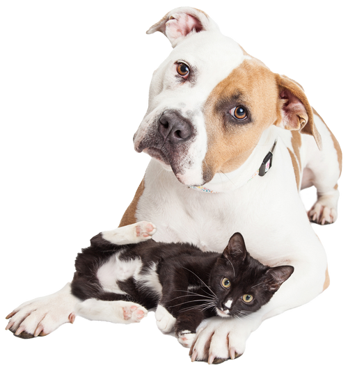 Minter Veterinary Hospital