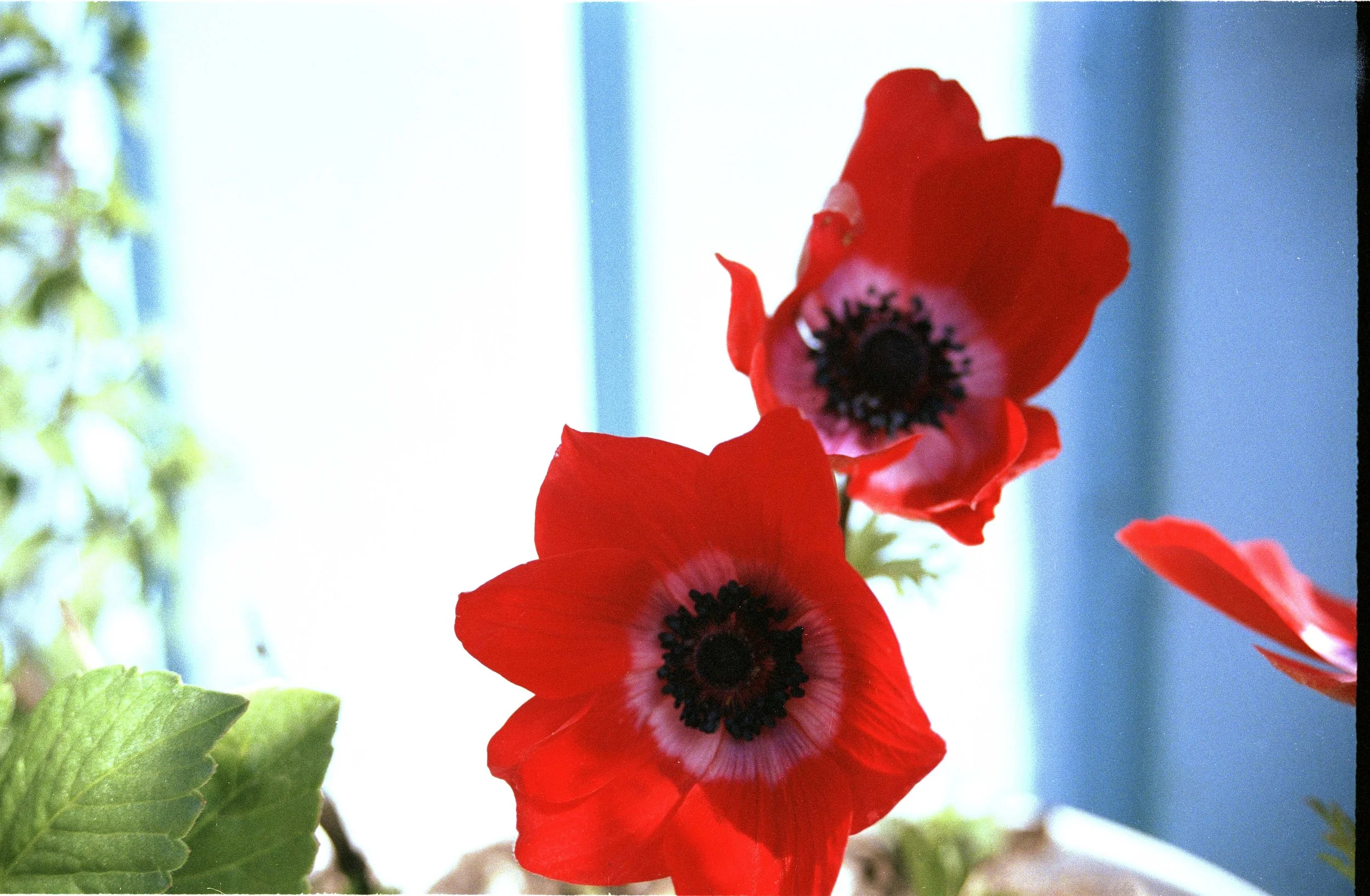red flor edited.jpg