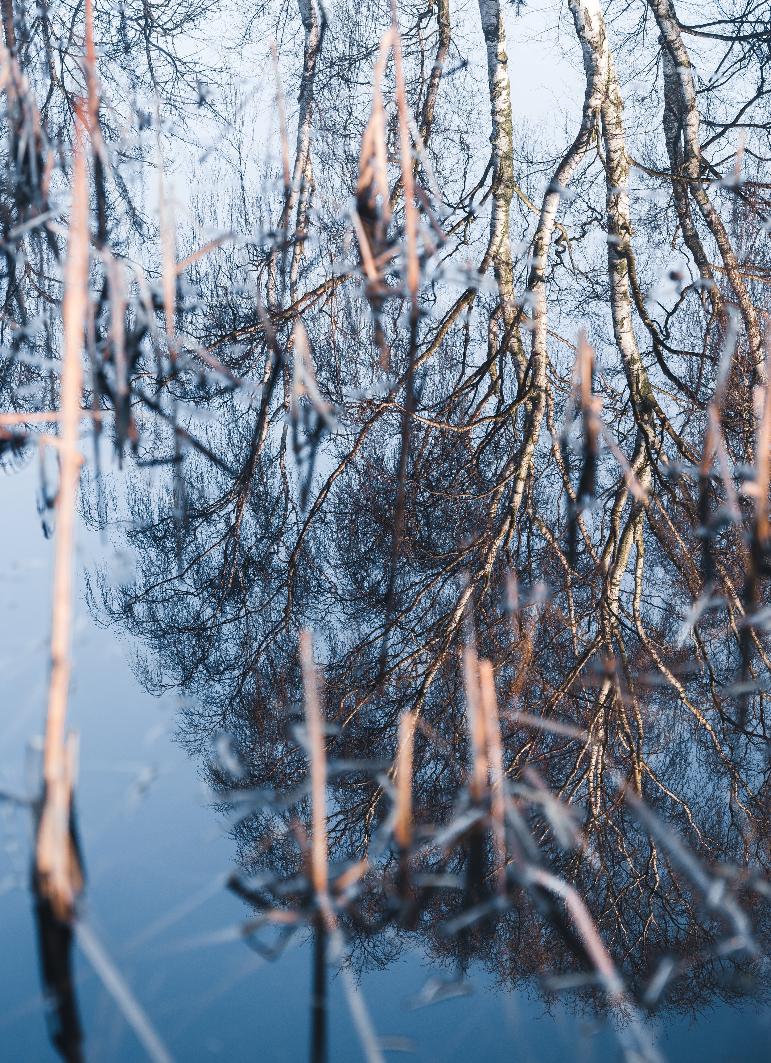 Björkar-reflekterade-i-vatten.jpg