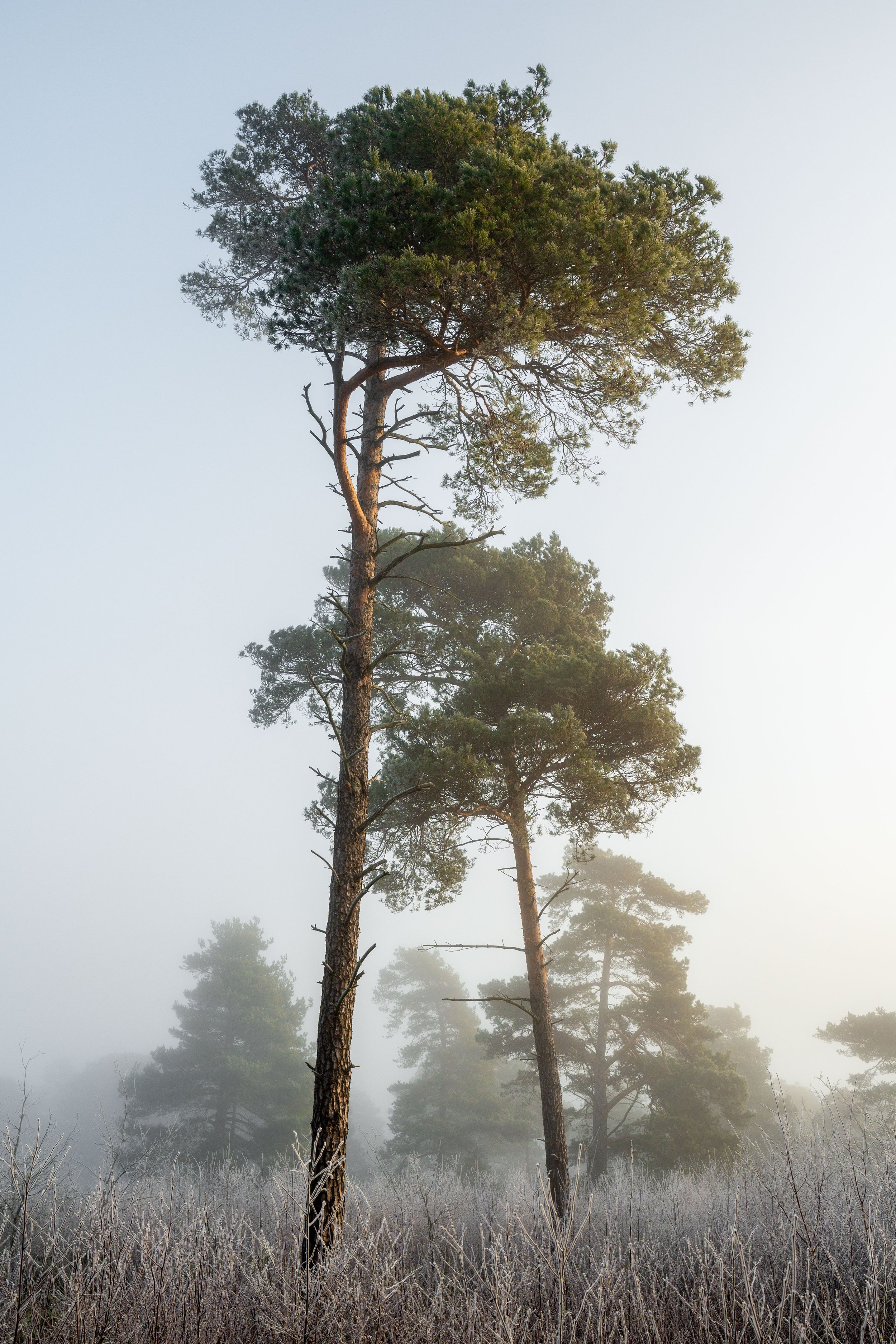 Vinterträd-Ljungenskogen-1.jpg